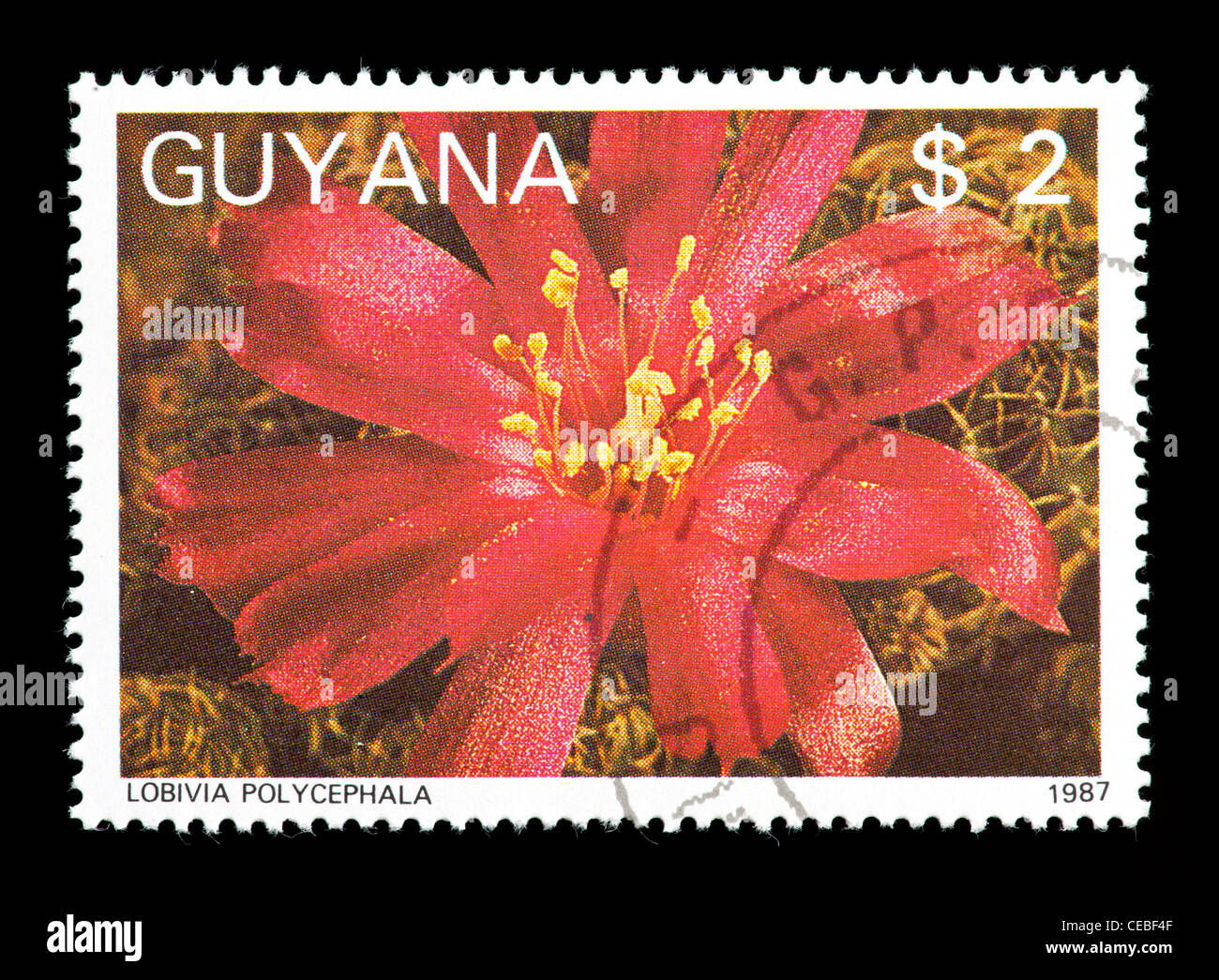 Postage stamp from Guyana depicting a cactus flower (Lobivia polycephala) Stock Photo