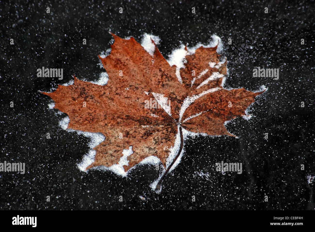 frozen maple leaf on ground at winter Stock Photo - Alamy