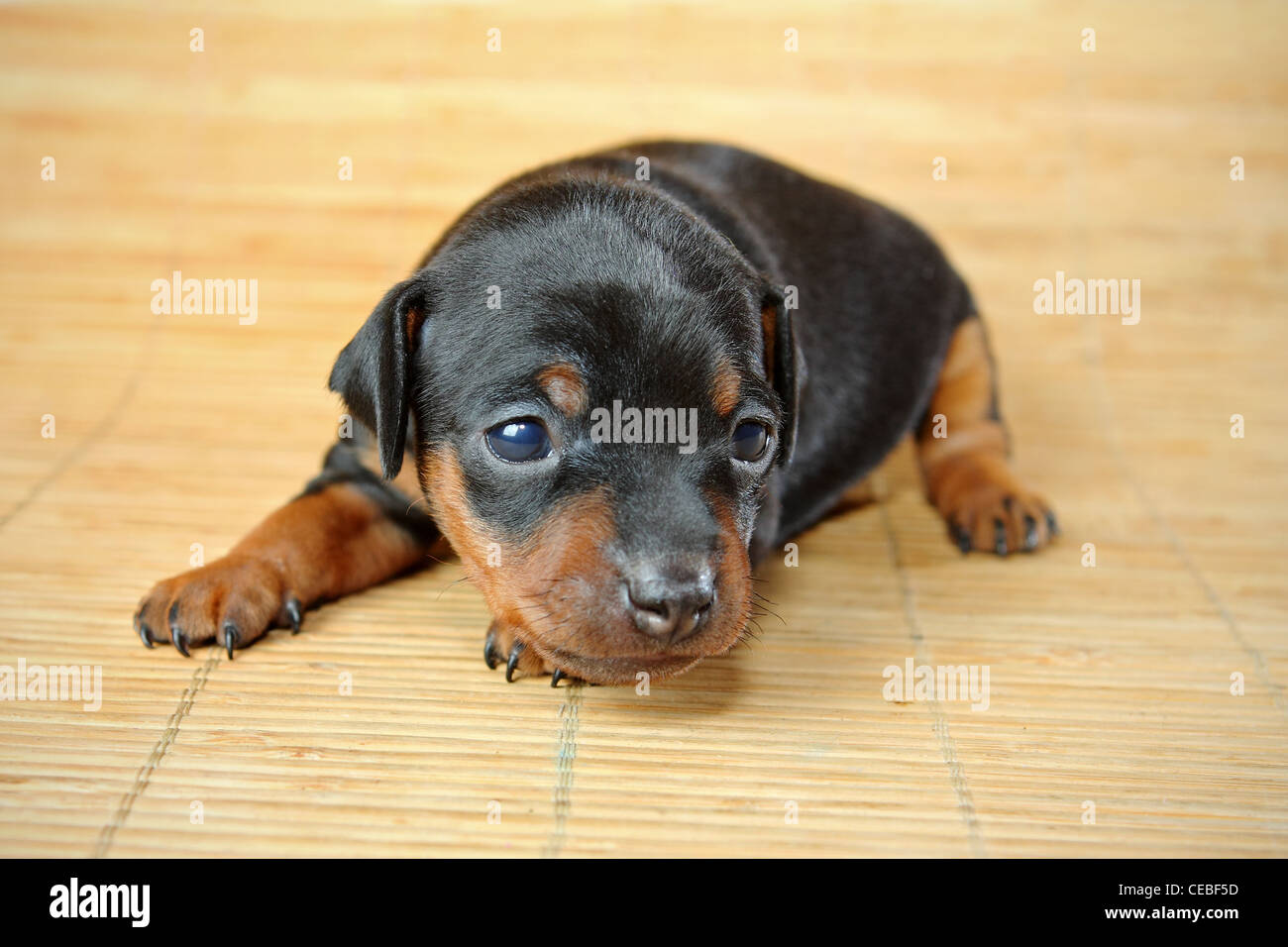 The Miniature Pinscher Puppy 3 Weeks Old Stock Photo 43279305 Alamy