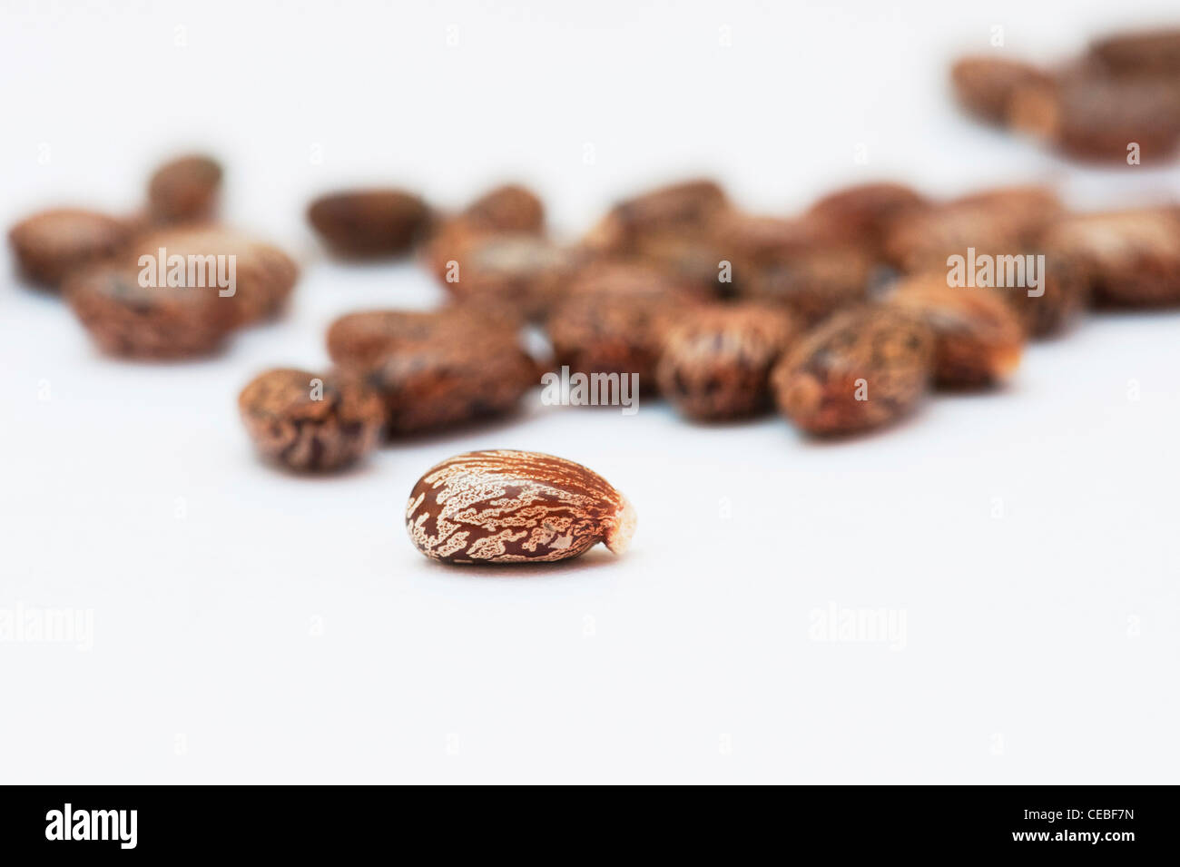 Ricinus communis. Castor oil seeds on white background Stock Photo