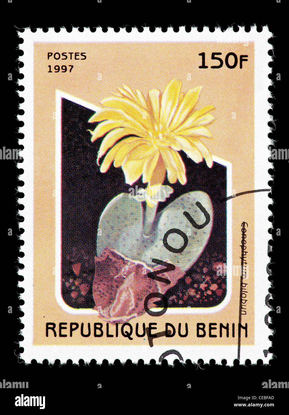 Postage stamp from Benin depicting a flowering cactus (Conophytum bilobun) Stock Photo