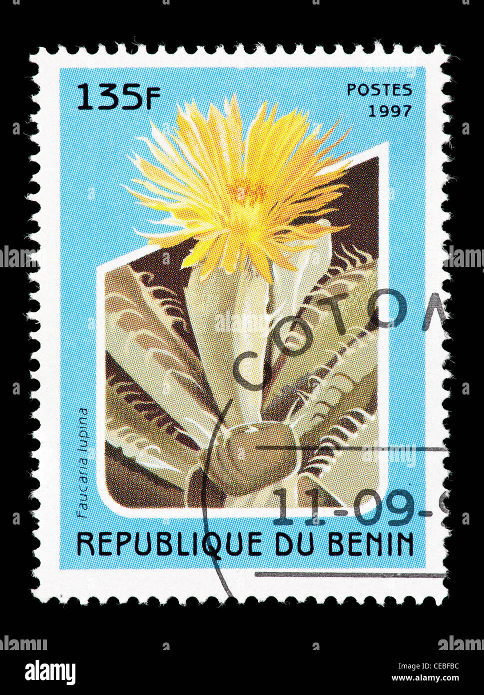 Postage stamp from Benin depicting a flowering cactus (Faucaria lupina) Stock Photo