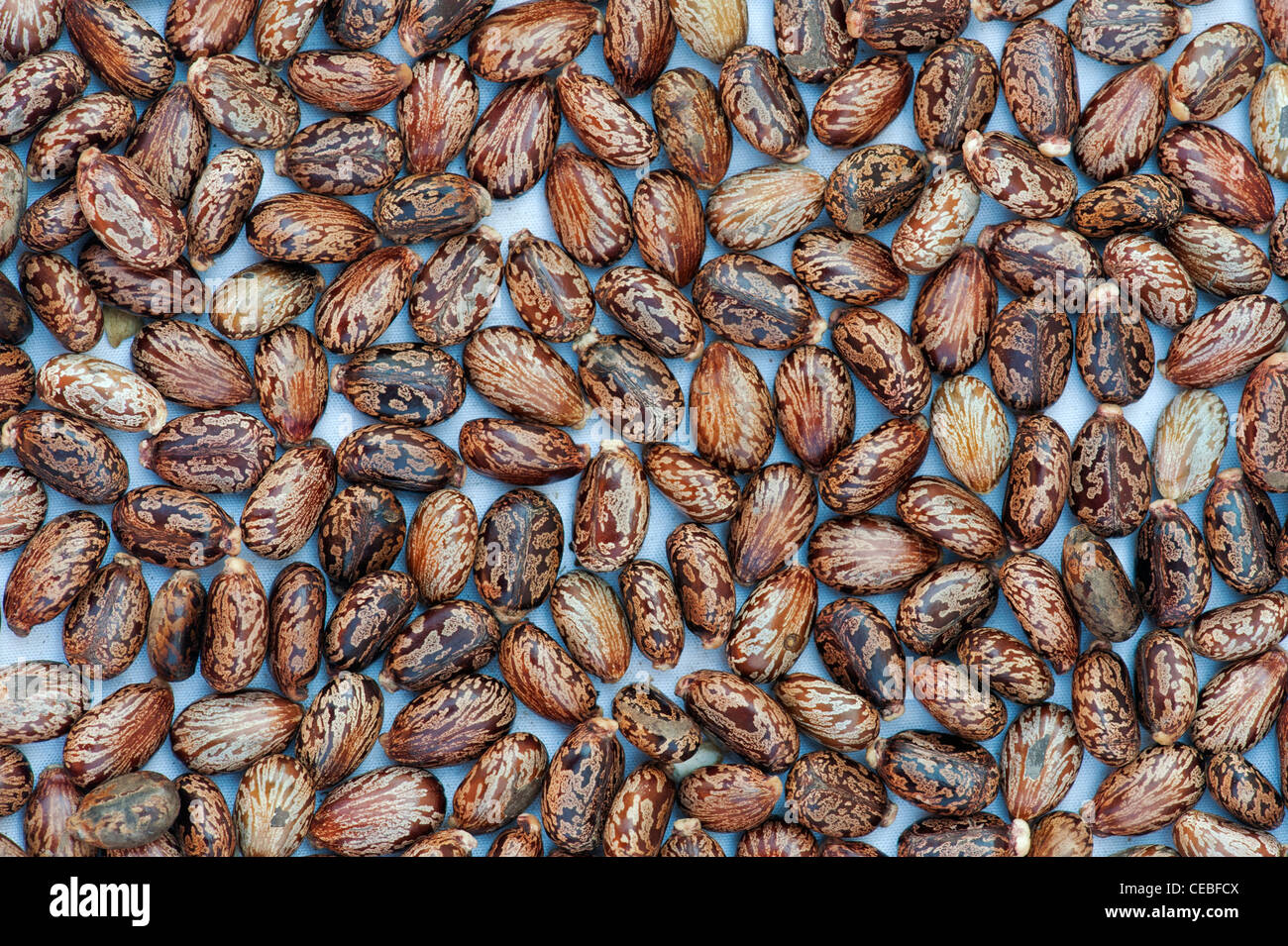Ricinus communis. Castor oil seeds on white background Stock Photo