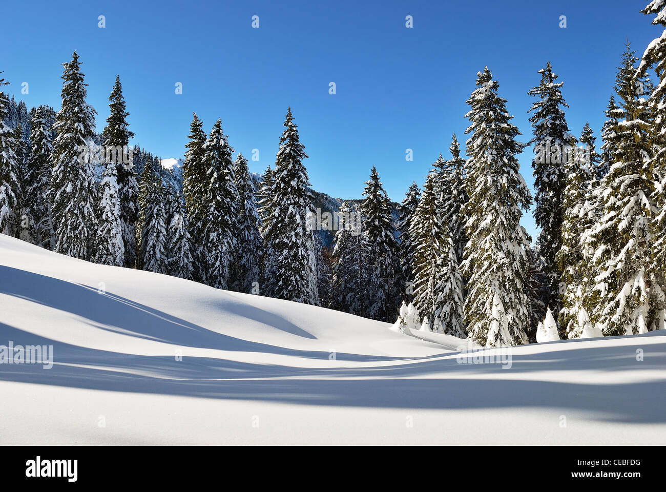 Pine forest in winter Stock Photo - Alamy