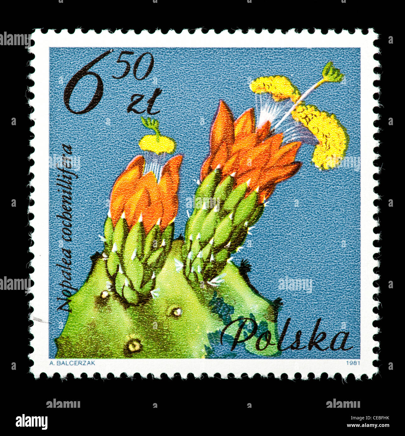 Postage stamp from Poland depicting a prickly pear cactus (Nopalea cochenillifera) Stock Photo