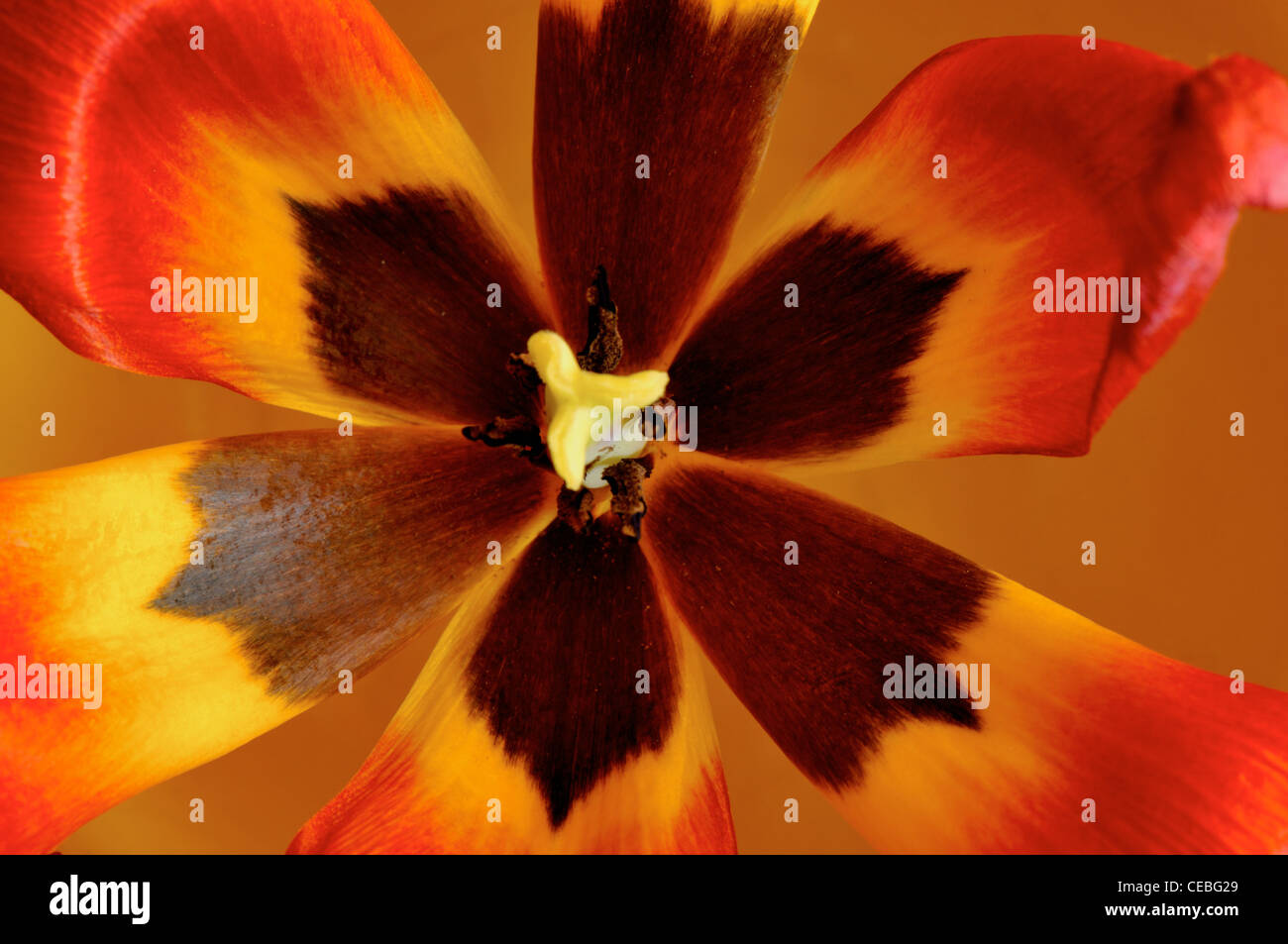 Close up of the tulip flower Stock Photo - Alamy