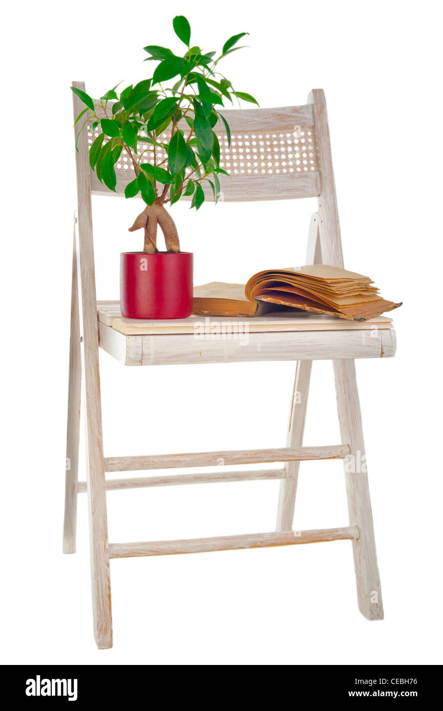 Bonsai ficus tree in flower pot, vintage book and old painted garden chair isolated on white background Stock Photo