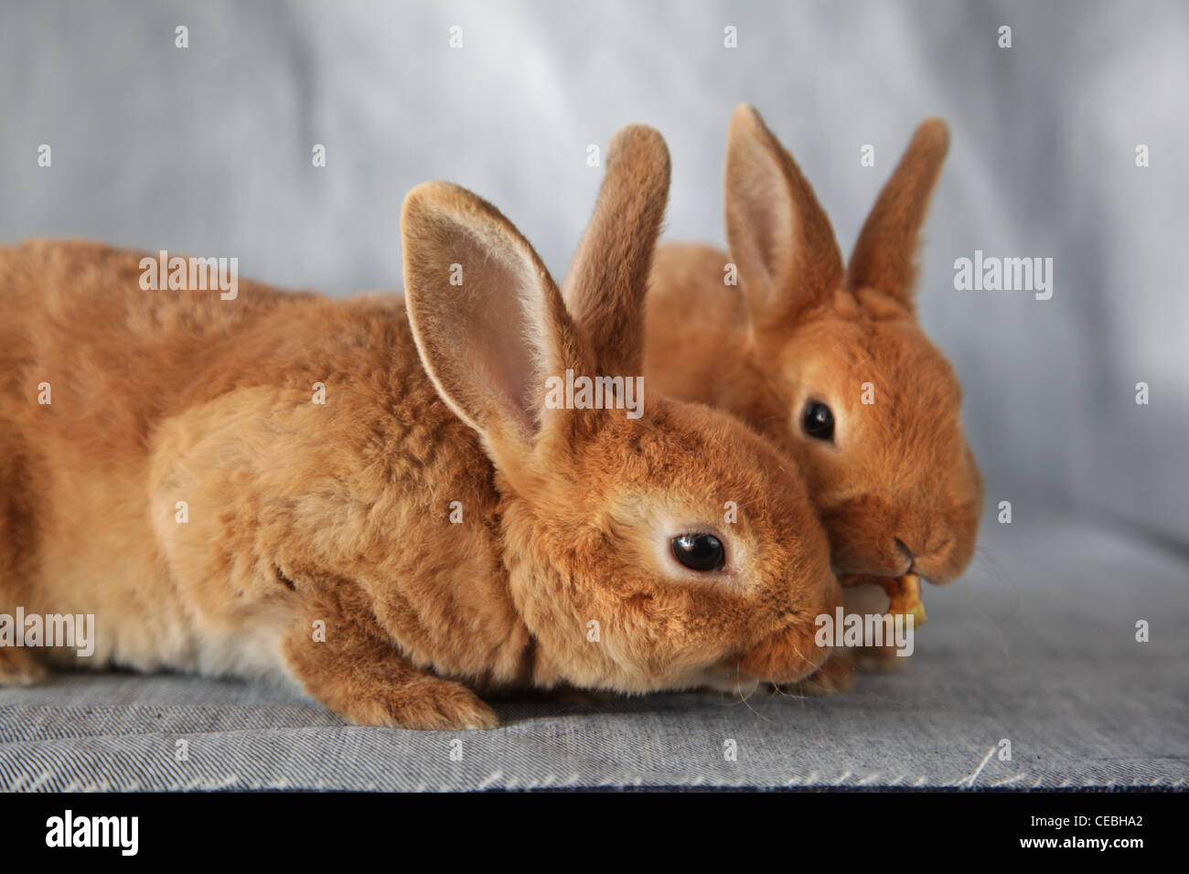 Two red rabbits Stock Photo - Alamy