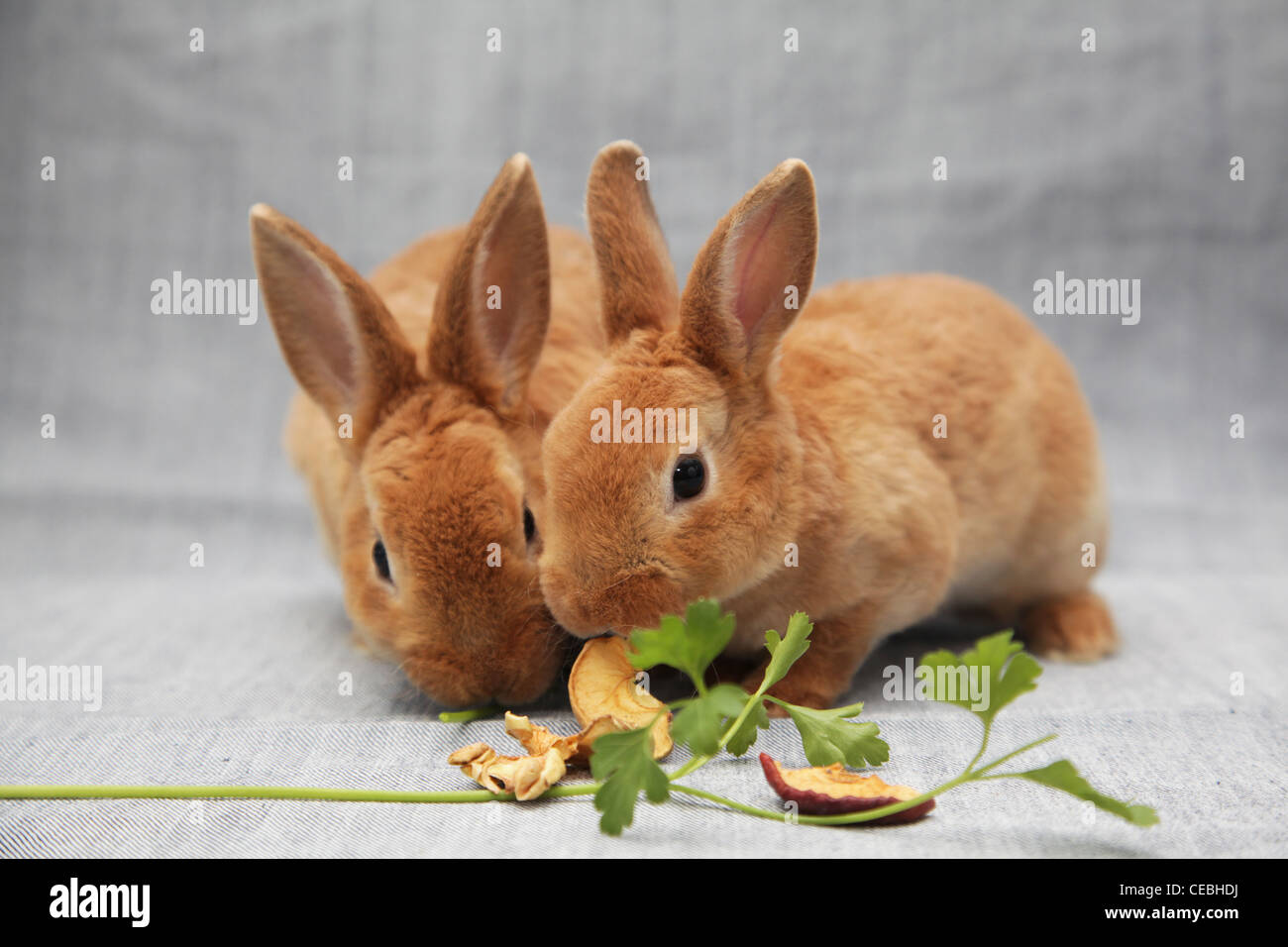 Eat rabbits hi-res stock photography and images - Alamy