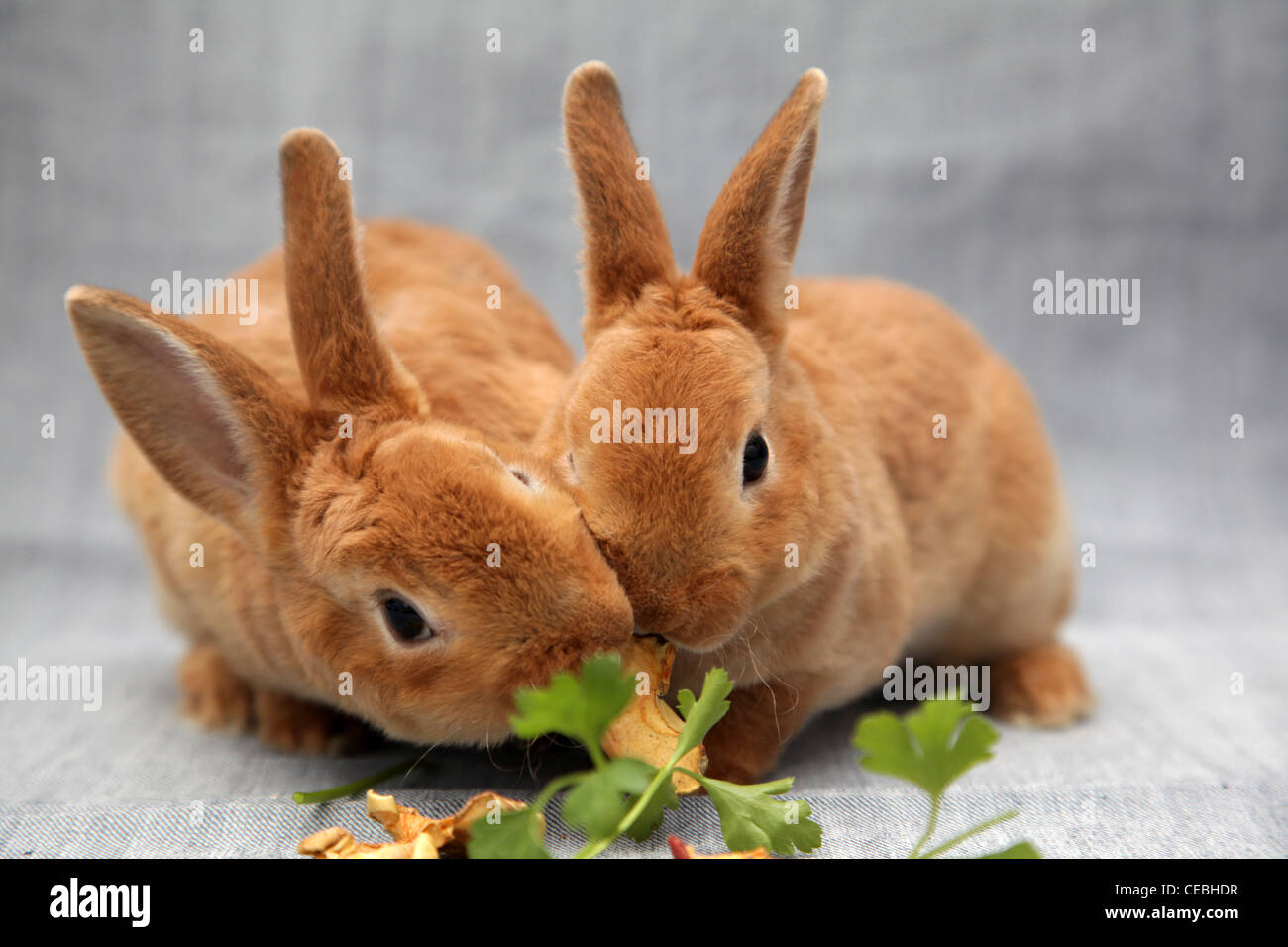 Eat rabbits hi-res stock photography and images - Alamy