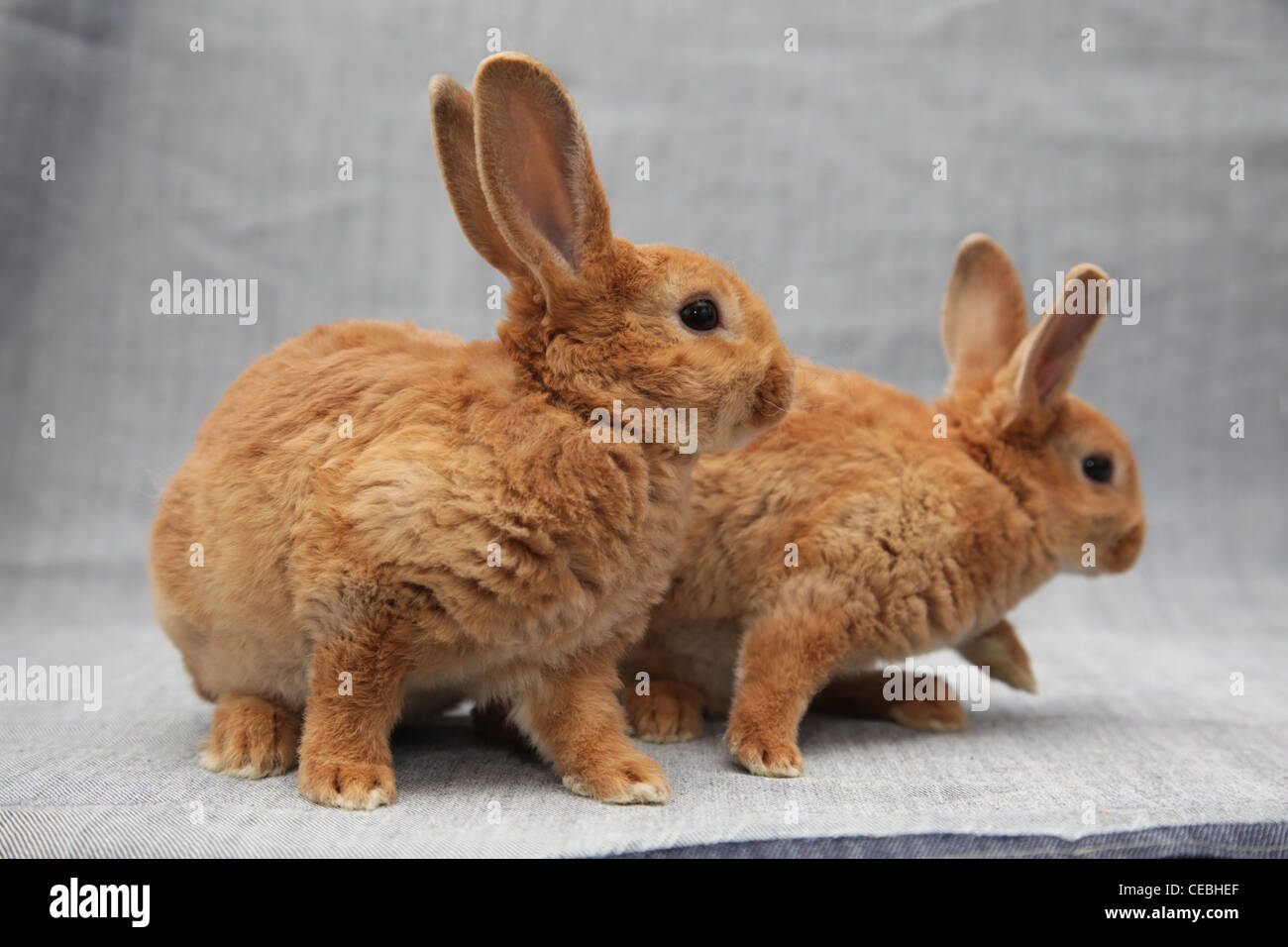 Two red rabbits Stock Photo - Alamy
