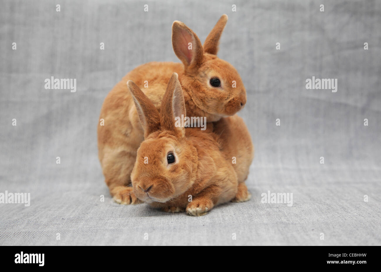Two red rabbits Stock Photo - Alamy