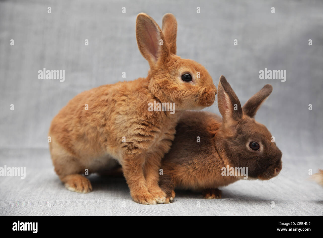 Two red rabbits Stock Photo - Alamy