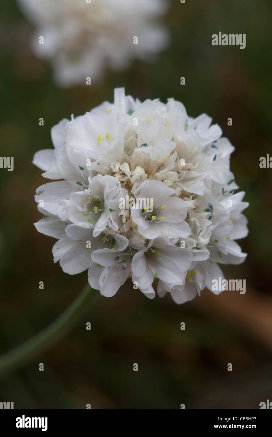 Armeria maritima, Plumbaginaceae Stock Photo
