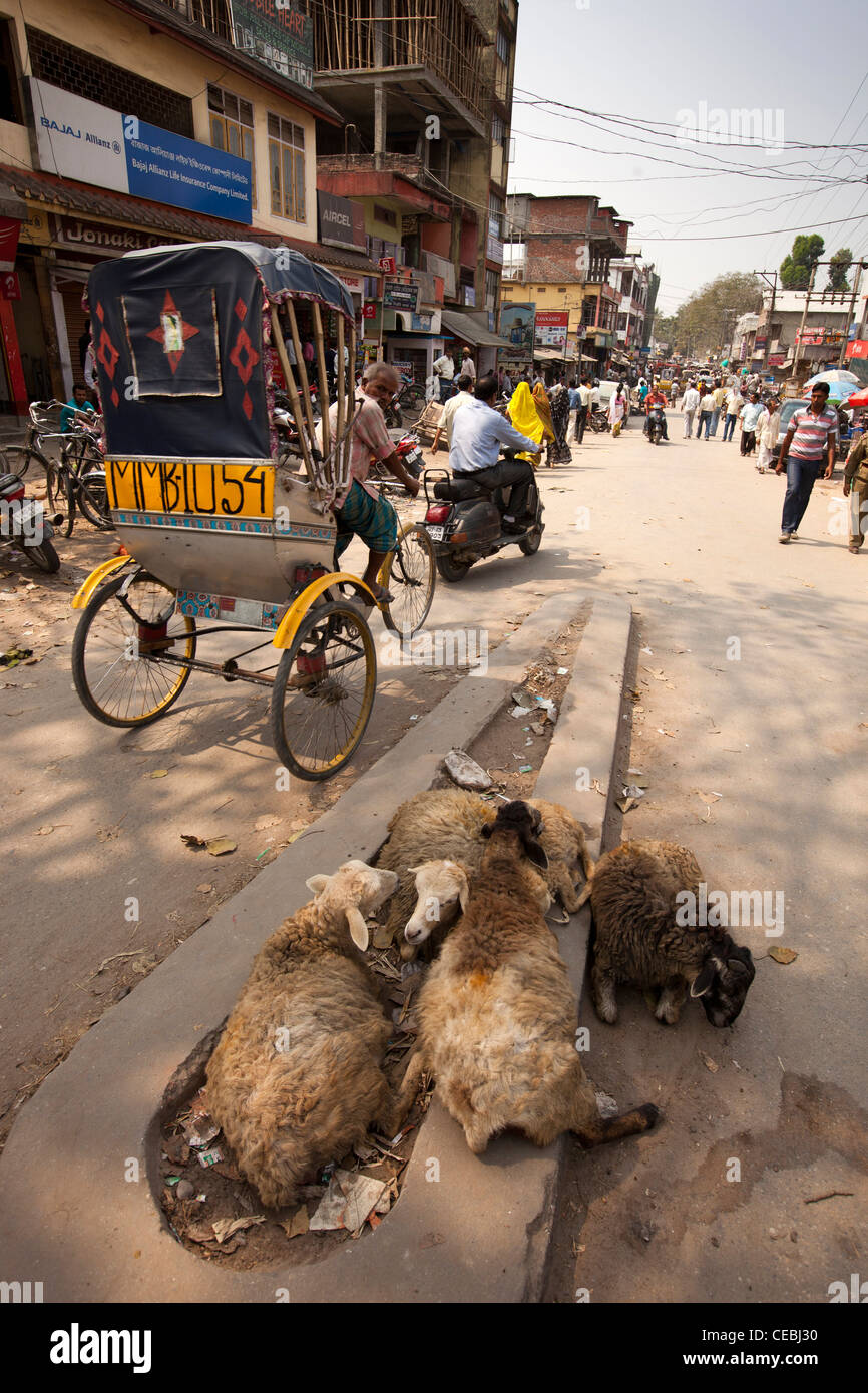 India, Assam, Mangaldai, MG Road, sheep resting in middle of main road Stock Photo