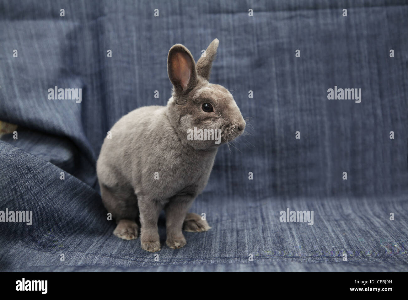 Adult baby rabbits hi-res stock photography and images - Alamy