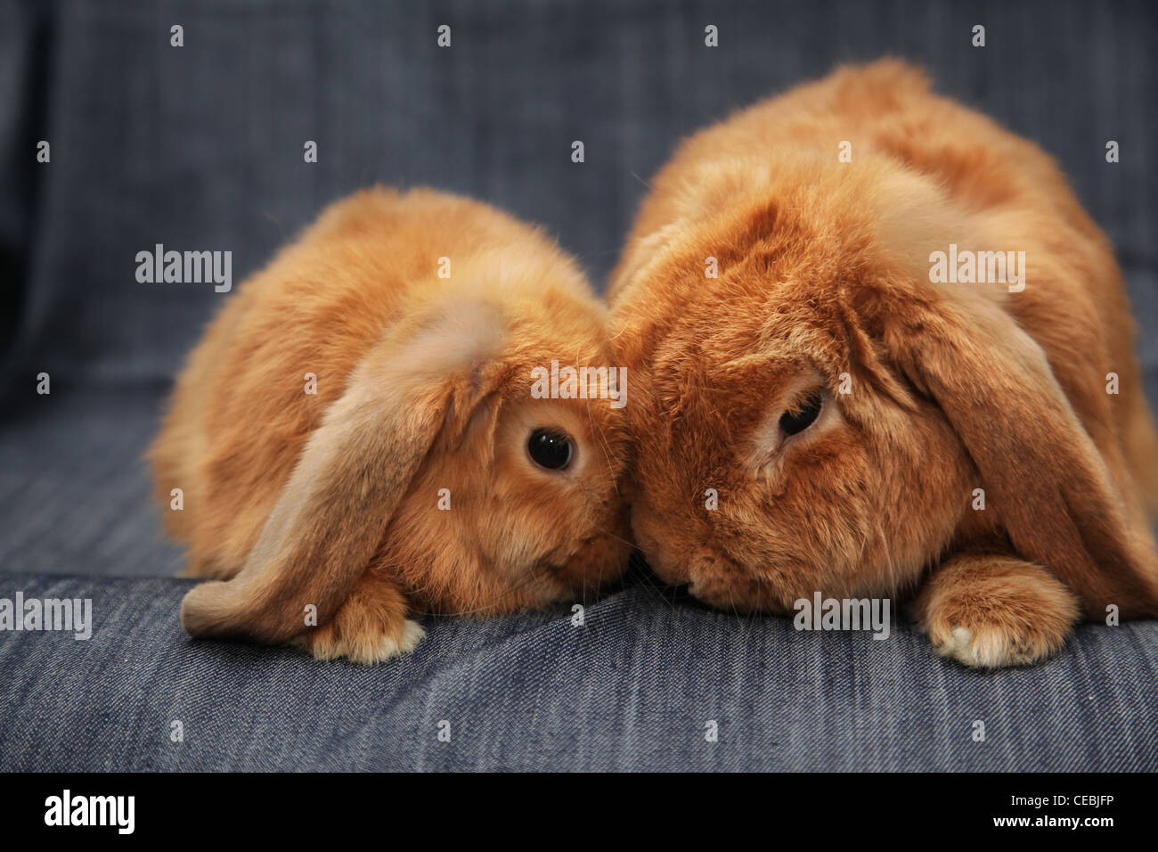 Two red rabbits Stock Photo Alamy