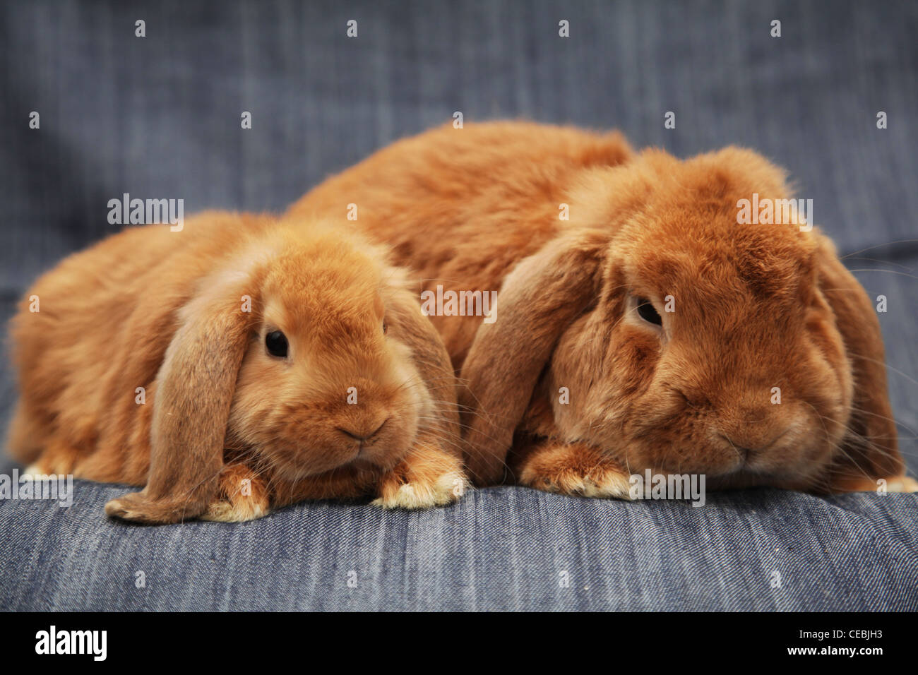 Two red rabbits Stock Photo - Alamy