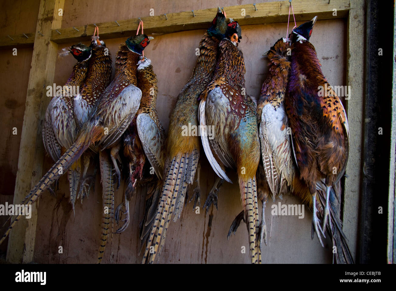 A batch of shot pheasants hang in a game larder Stock Photo Alamy