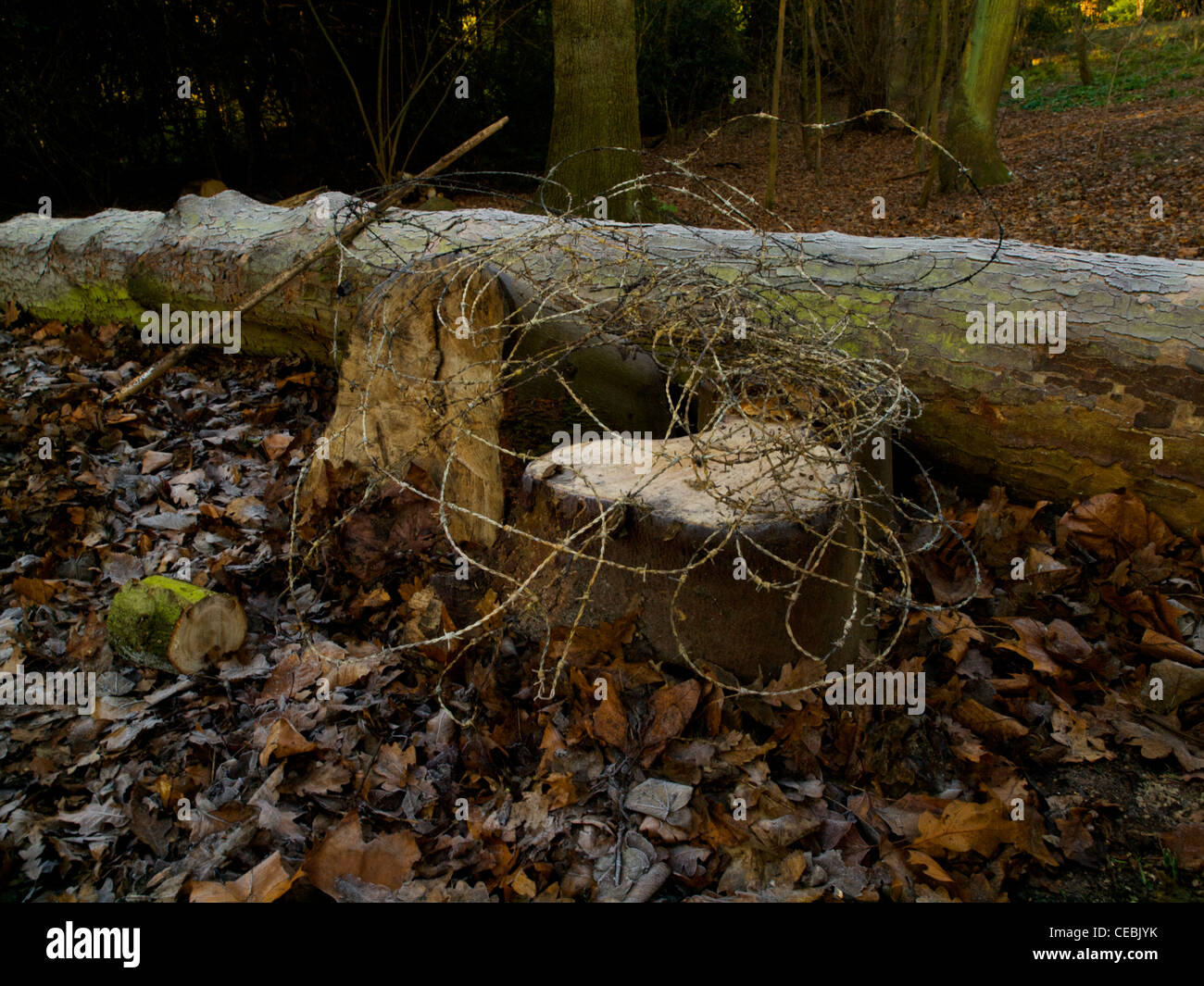 Barbed wire lies tangled on a fallen tree touched with frost Stock Photo