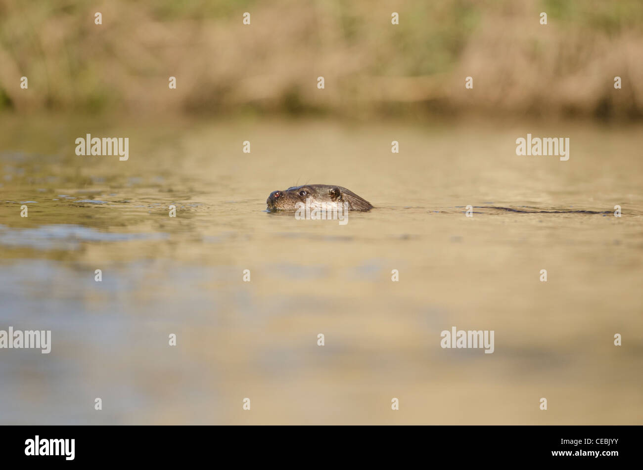 The European otter Lutra lutra hunting in a river in Dorset Stock Photo