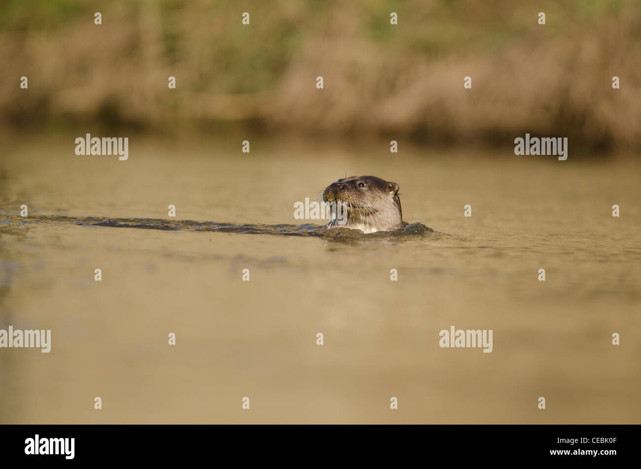 The European otter Lutra lutra hunting in a river in Dorset Stock Photo