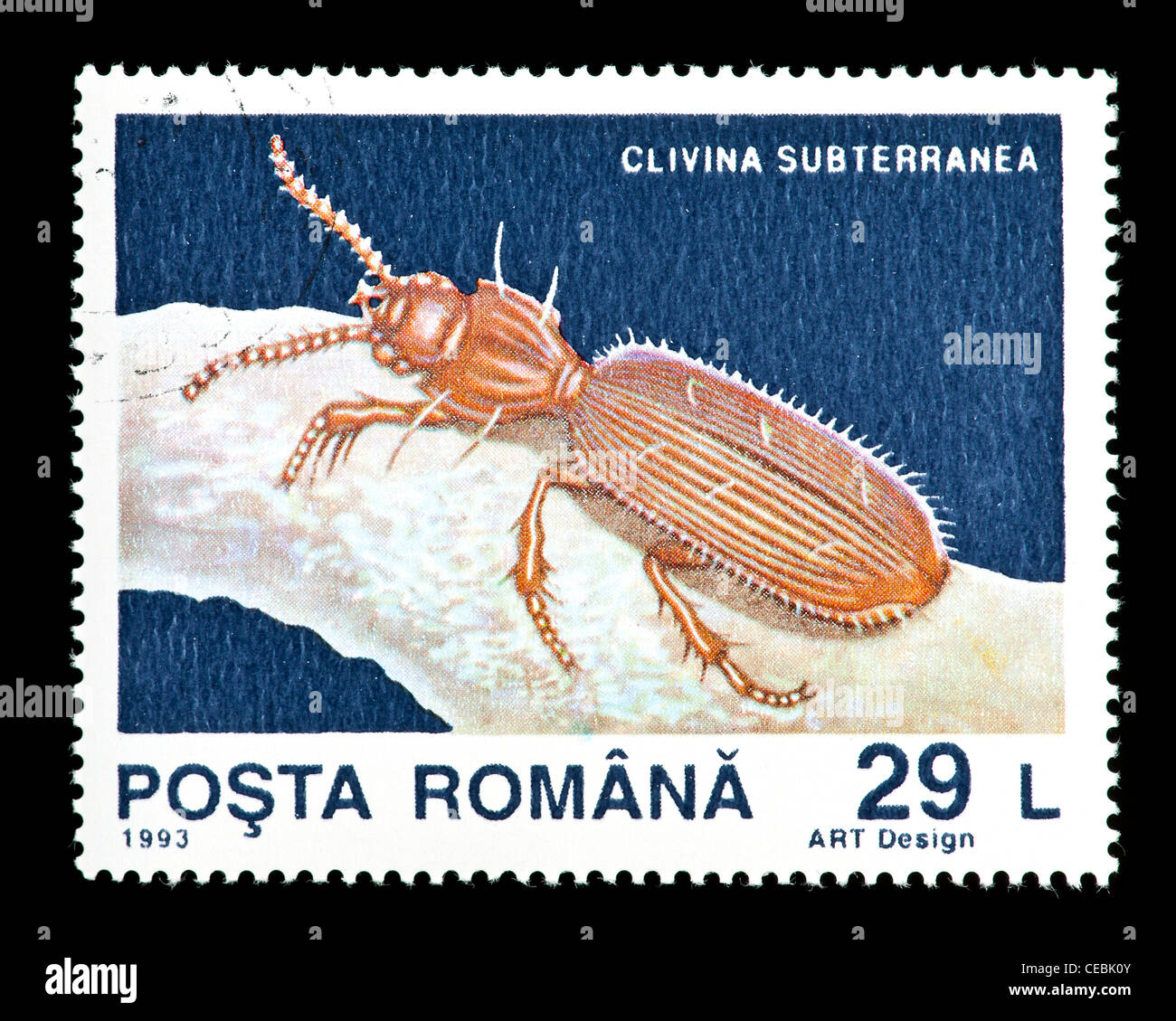 Postage stamp from Romania  depicting a ground beetle (Clivina subterranea) Stock Photo