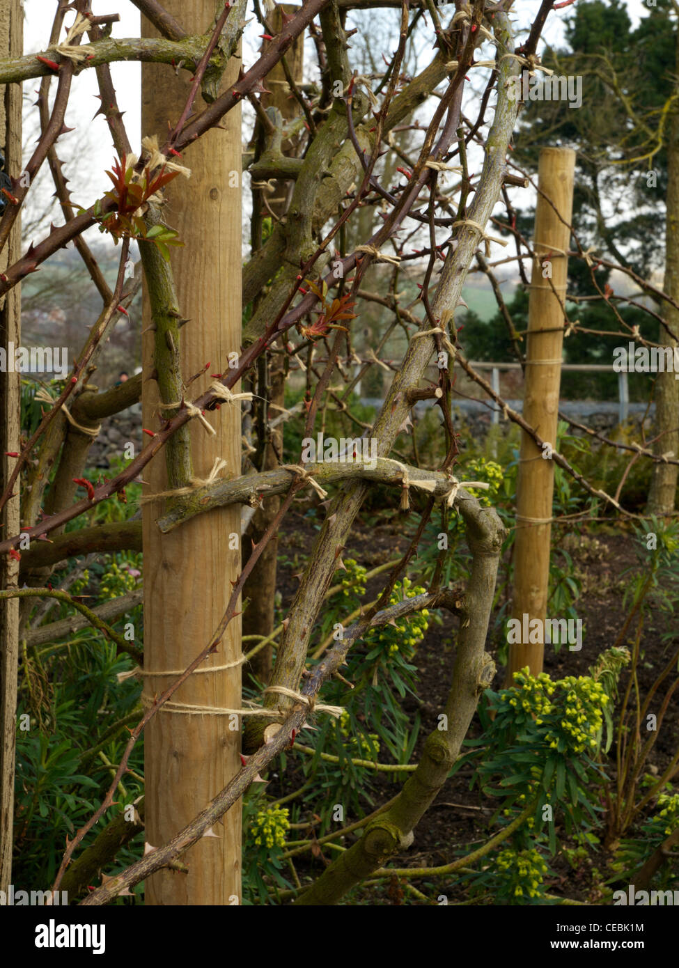 Detail of trained rambling Rosa Mermaid at RHS Hyde Hall Garden showing new and old growth and tying in stems. Stock Photo