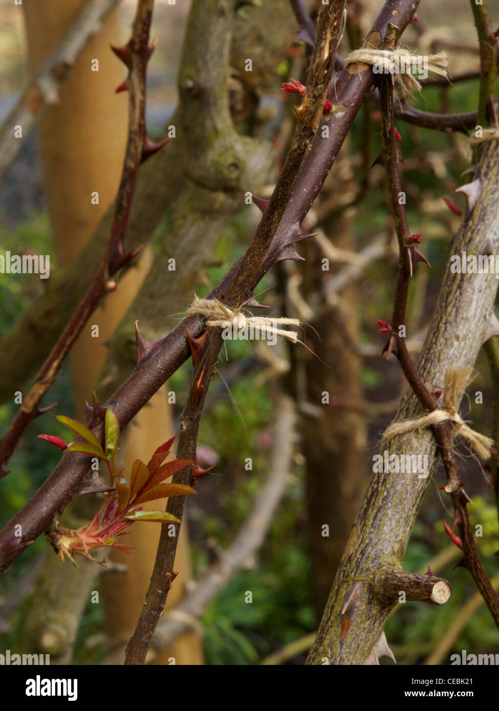 Close up of the tied-in stems of Rosa Mermaid at RHS Hyde Hall Garden. Stock Photo
