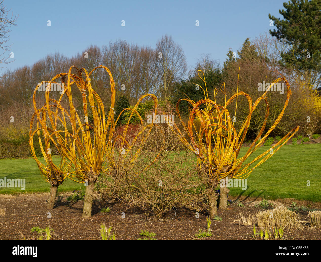 Pollarded and tied willow stems of Salix alba var. vitellina at RHS Hyde Hall Stock Photo
