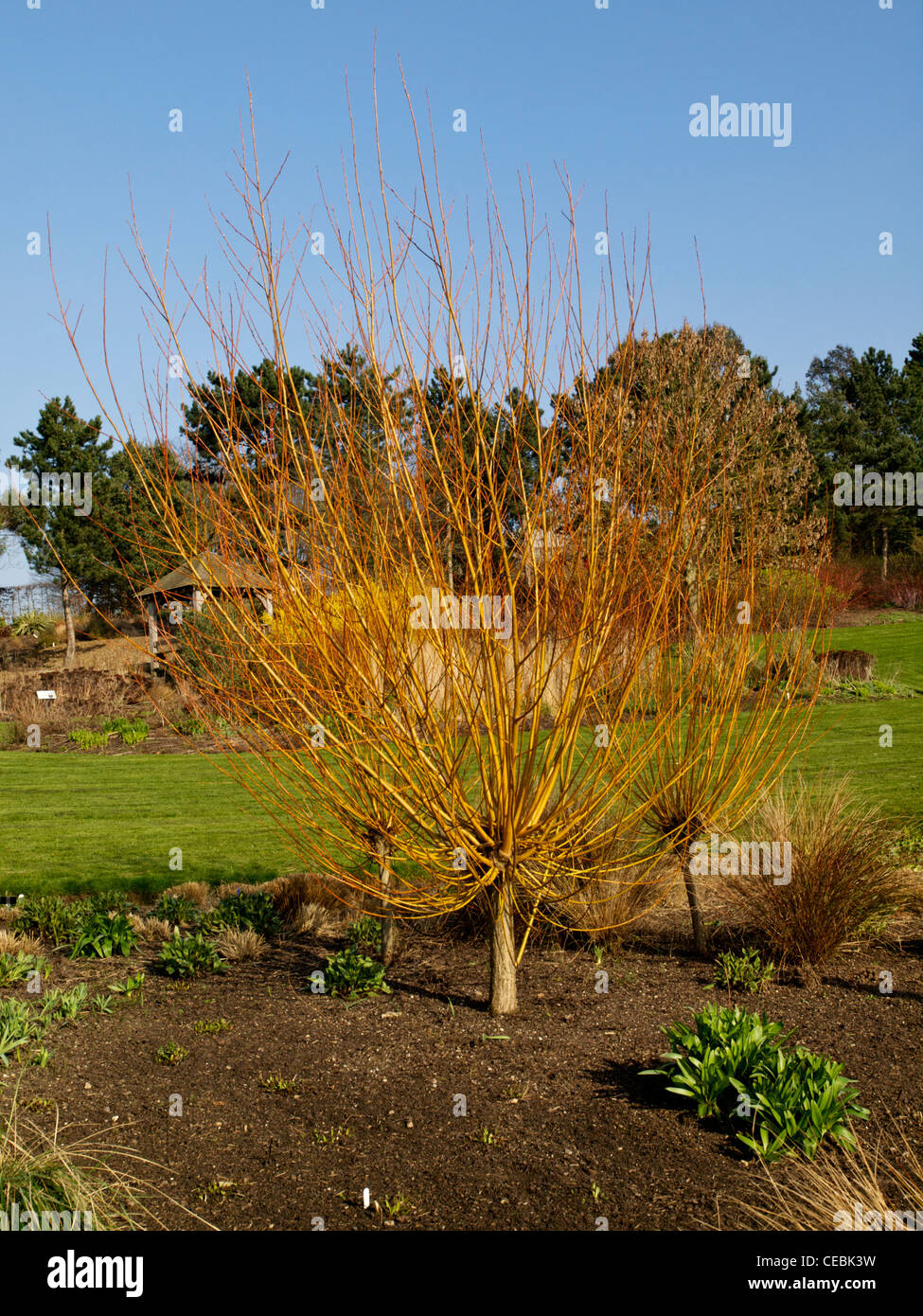 New gold Spring growth on a pollarded willow - Salix alba var. vitellina at RHS Hyde Hall Portrait Stock Photo