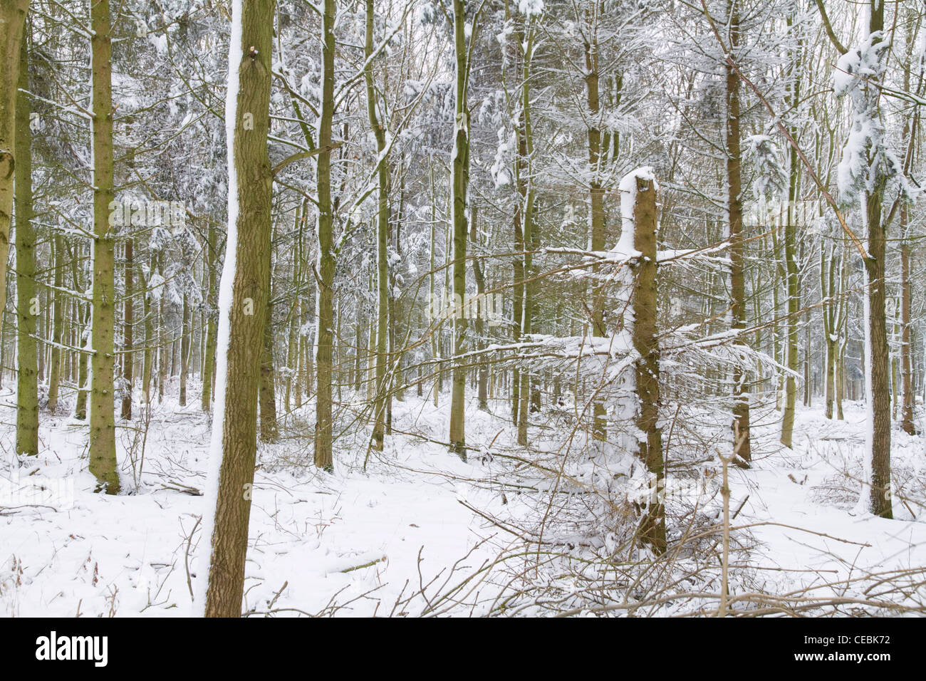 Mixed woodland under a blanket of snow Stock Photo Alamy