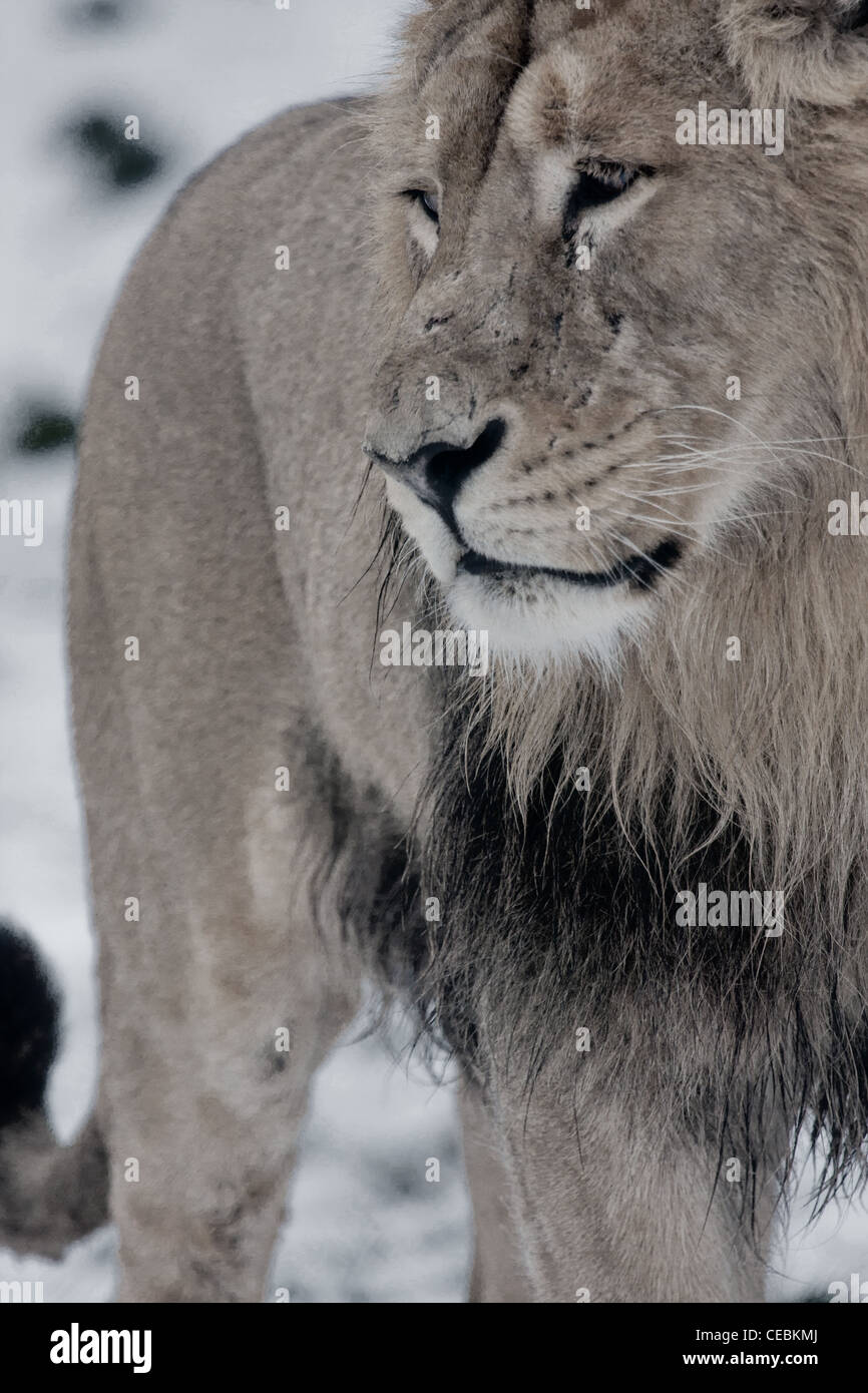 Lion portrait male hi-res stock photography and images - Alamy