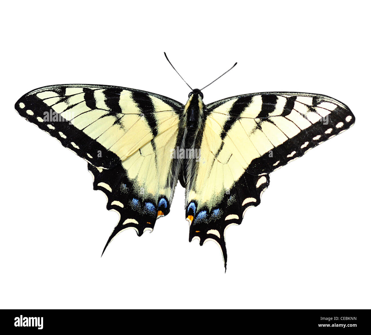 Eastern Tiger Swallowtail Butterfly on white Stock Photo