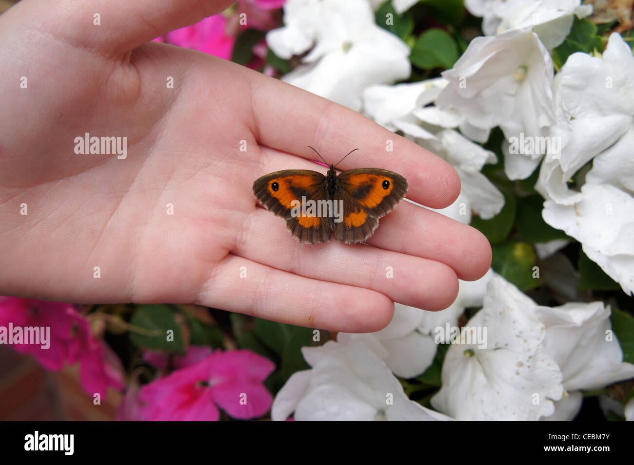 young child holds butterfly Stock Photo