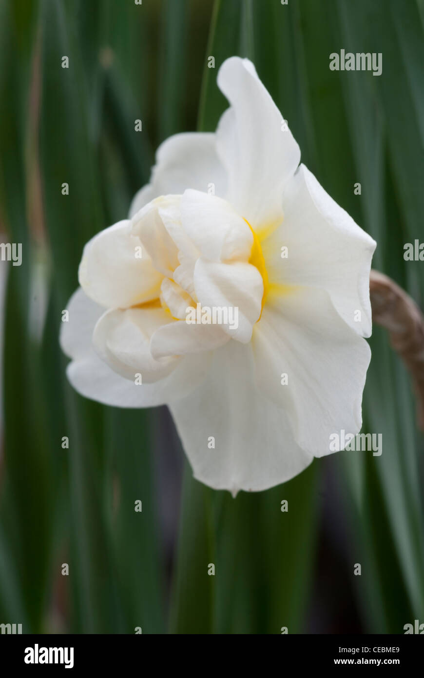 Narcissus cheerfulness white Stock Photo