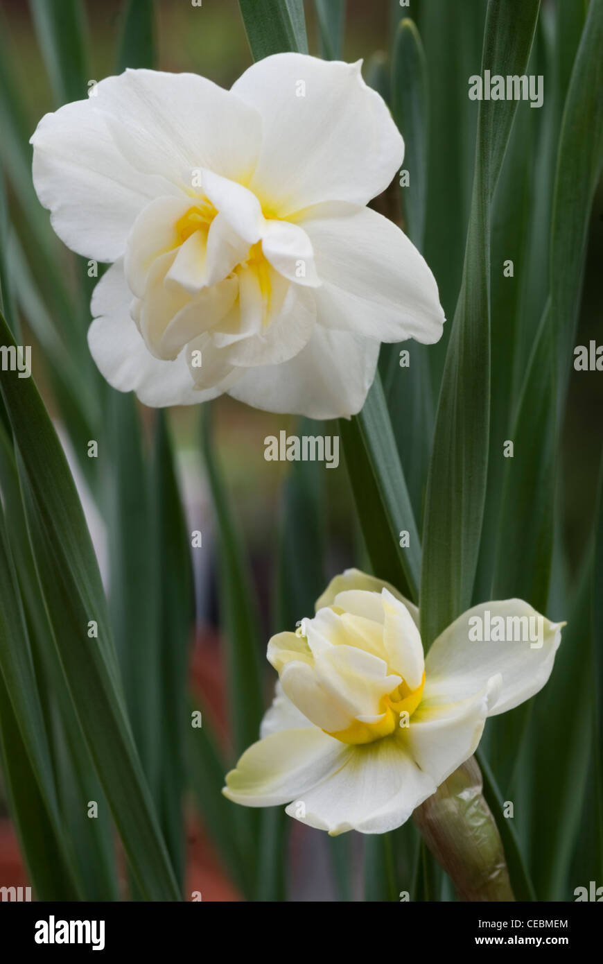 Narcissus cheerfulness white Stock Photo
