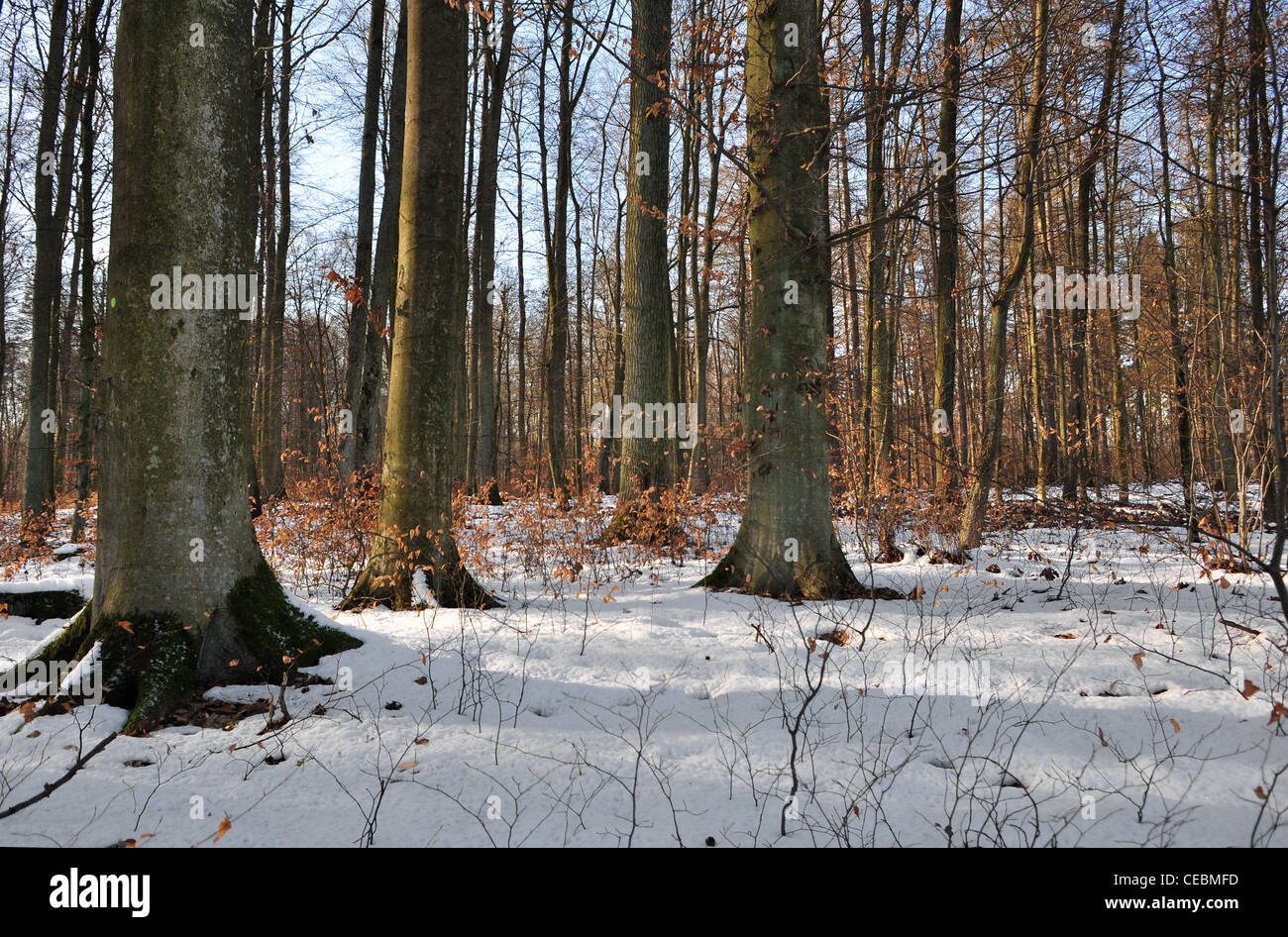 Forest Without Path Beech forest without leaves hi-res stock photography and images - Alamy
