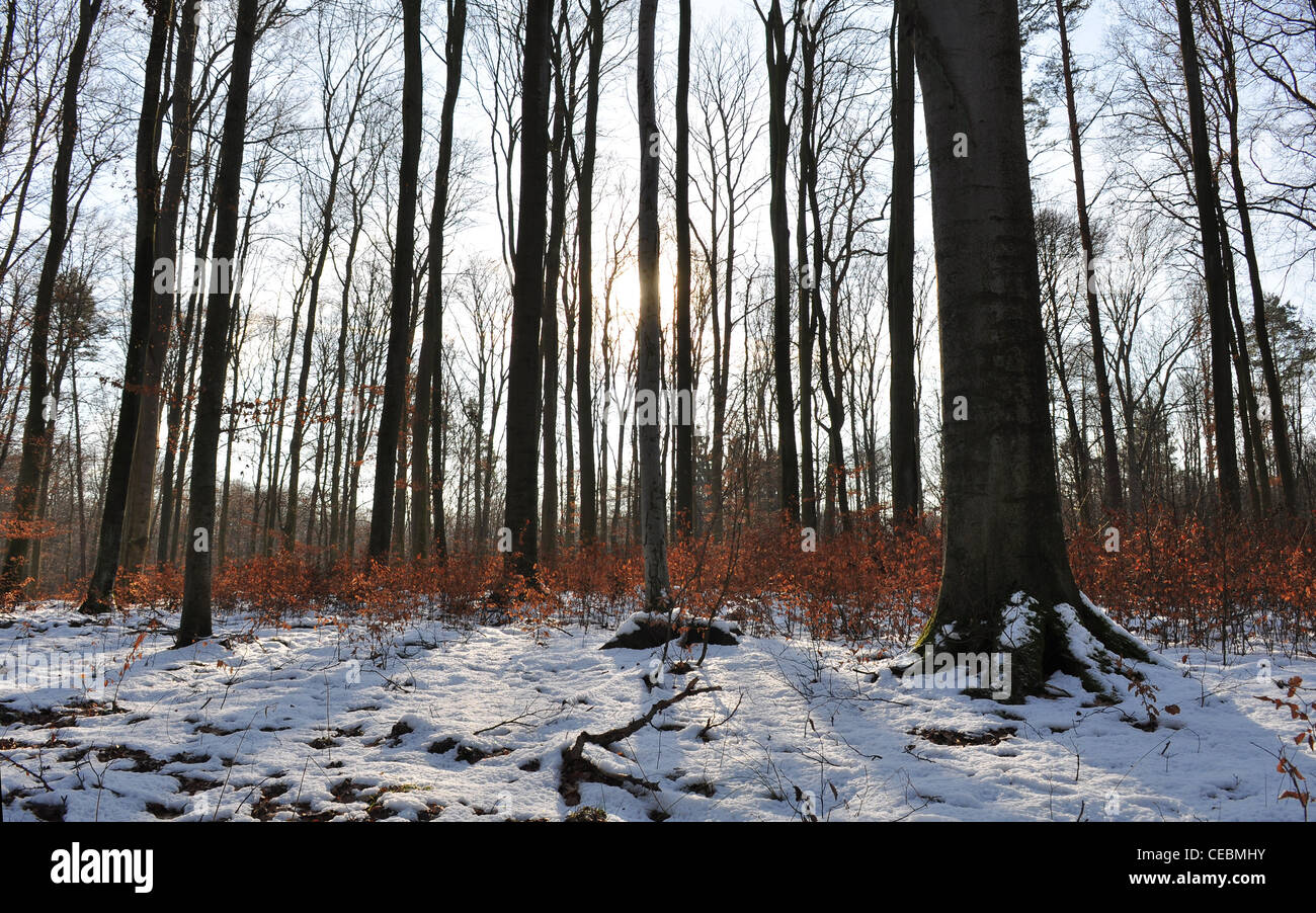 Forest Without Path Beech forest without leaves hi-res stock photography and images - Alamy