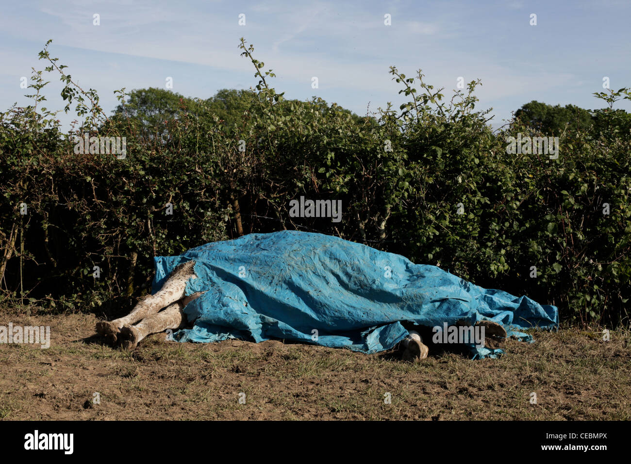 A dead cow lies in a field in Crowborough, Sussex, UK covered in blue sheeting. Stock Photo