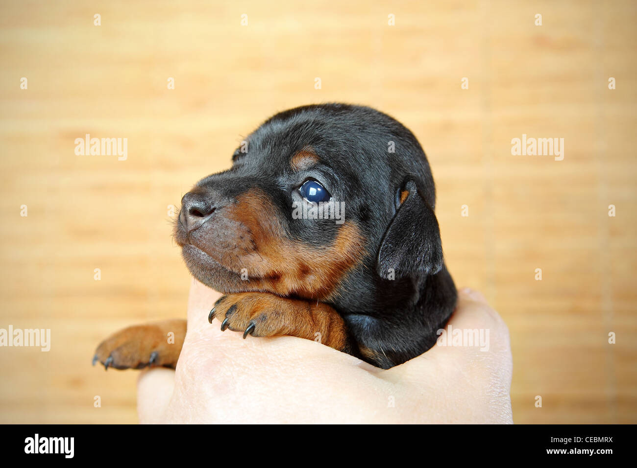 The Miniature Pinscher puppy, 3 weeks old Stock Photo