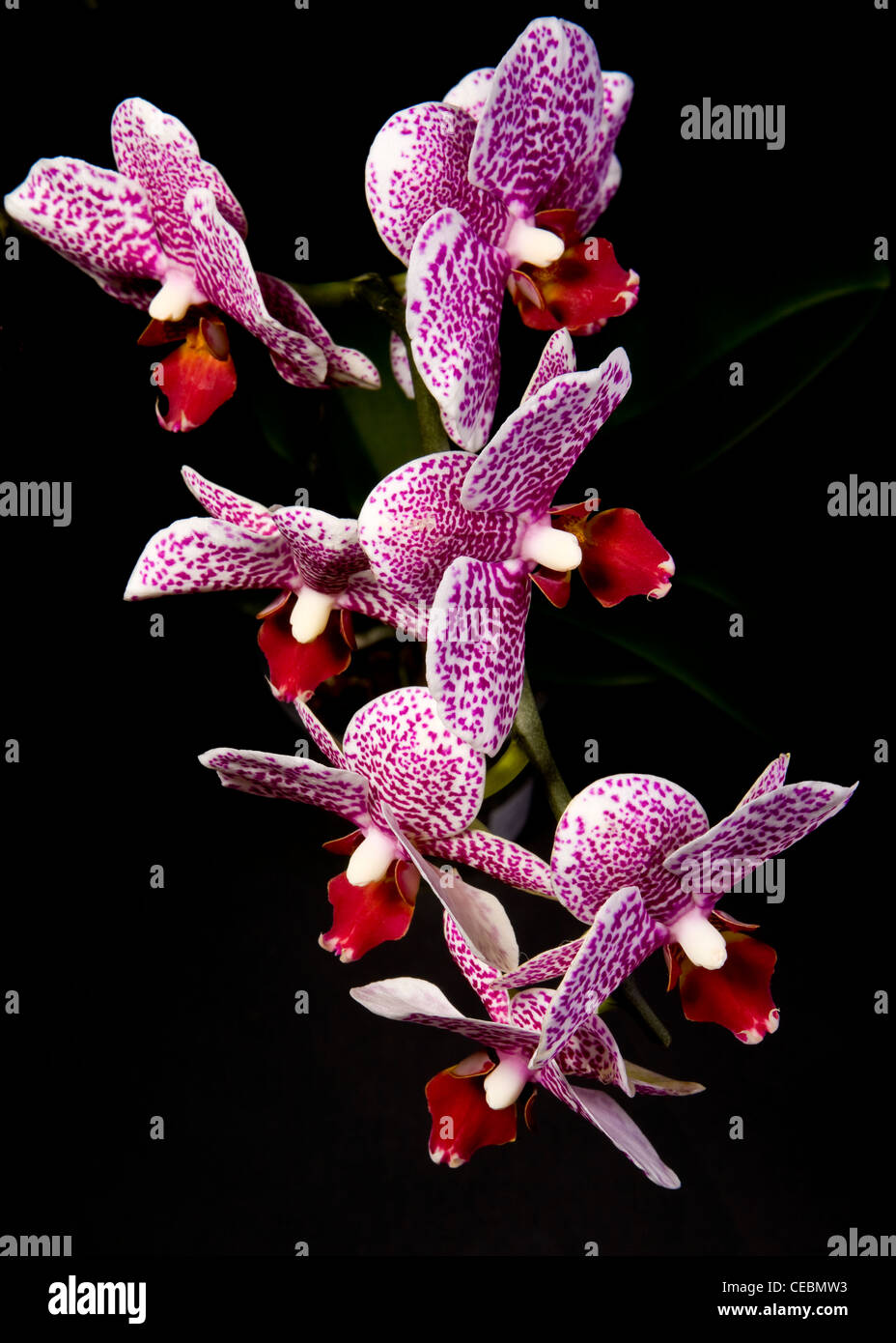Pink spotted Orchids - from this angle look like butterflies or ballet dancers Stock Photo