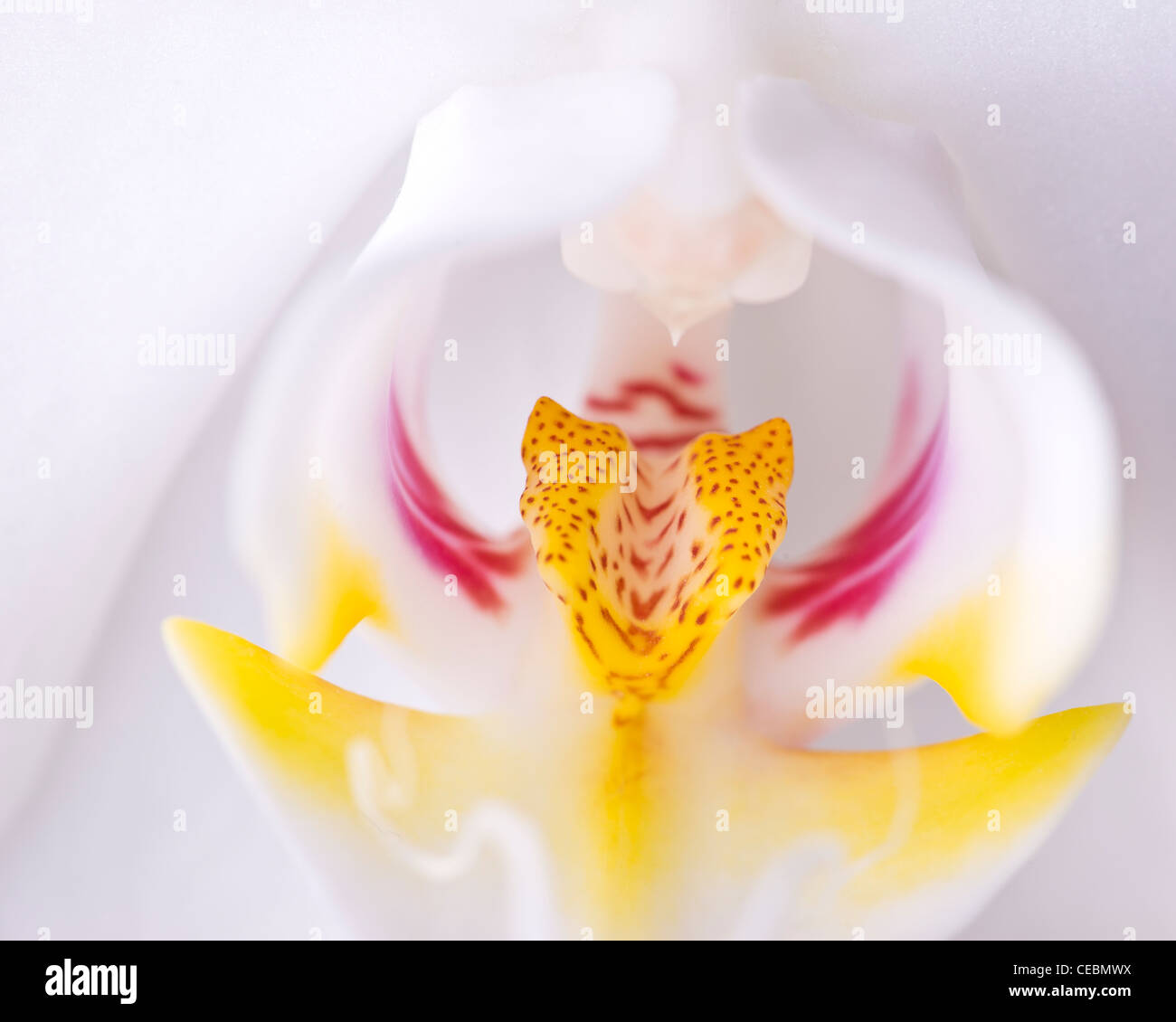 Close up of a single white Orchid Stock Photo