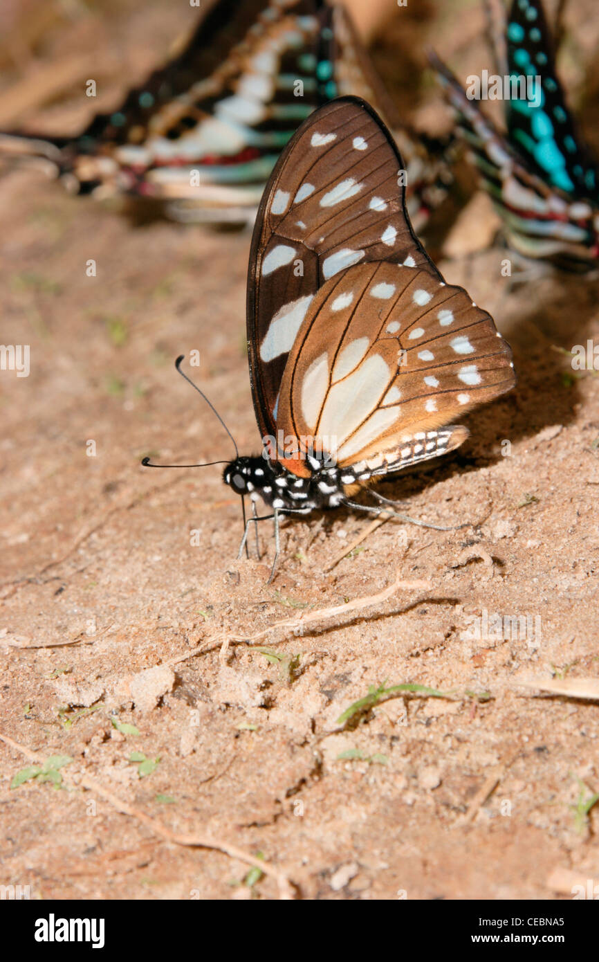 Veined swordtail / swallowtail butterfly (Graphium leonidas : Papilionidae) puddling in rainforest, Ghana. Stock Photo