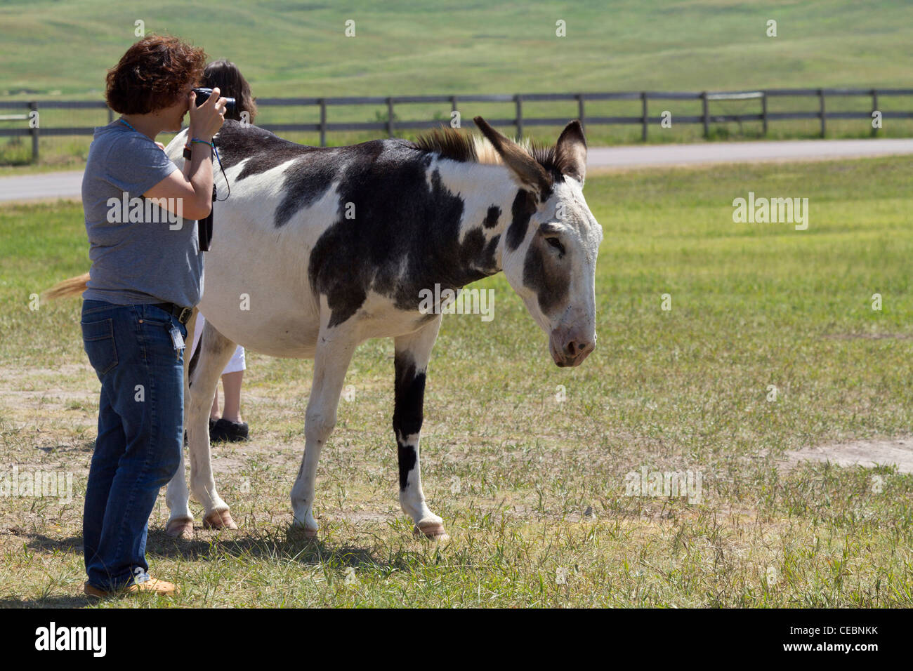 Donkey hi res hi-res stock photography and images - Alamy