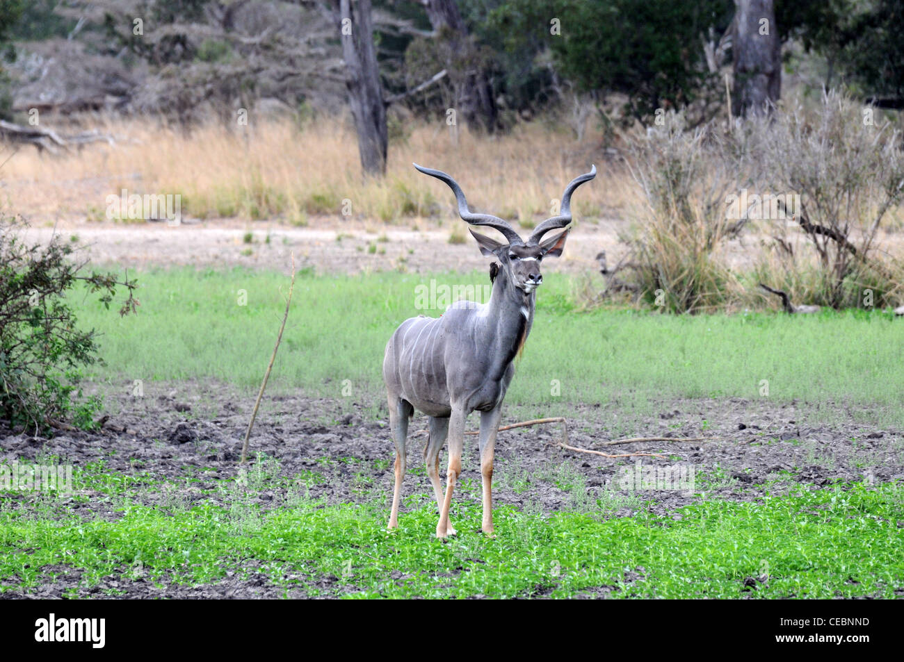 Male kudu with big horns out in the open countryside Stock Photo