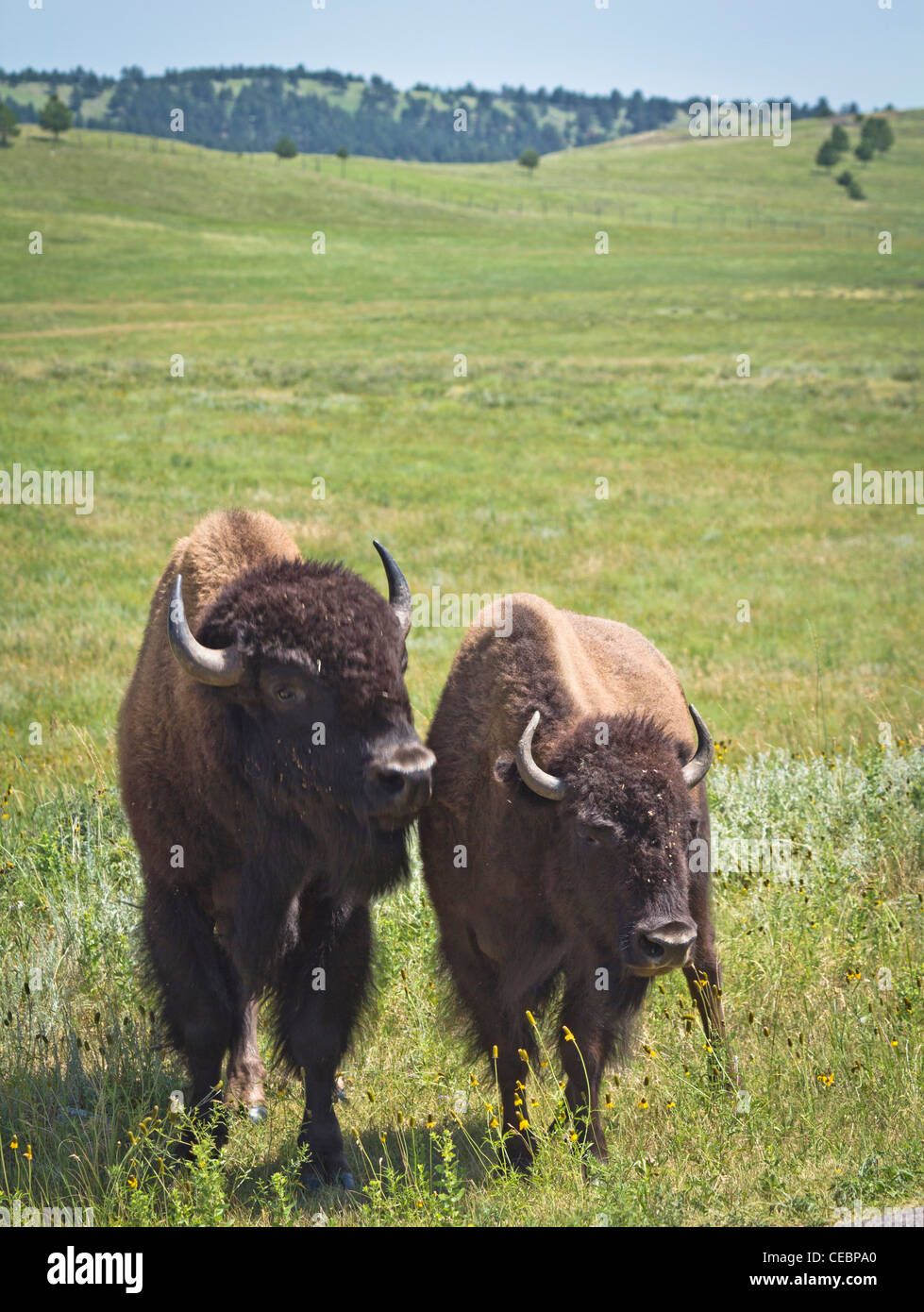 American Custer State Park Landscape prairie South Dakota sd in USA