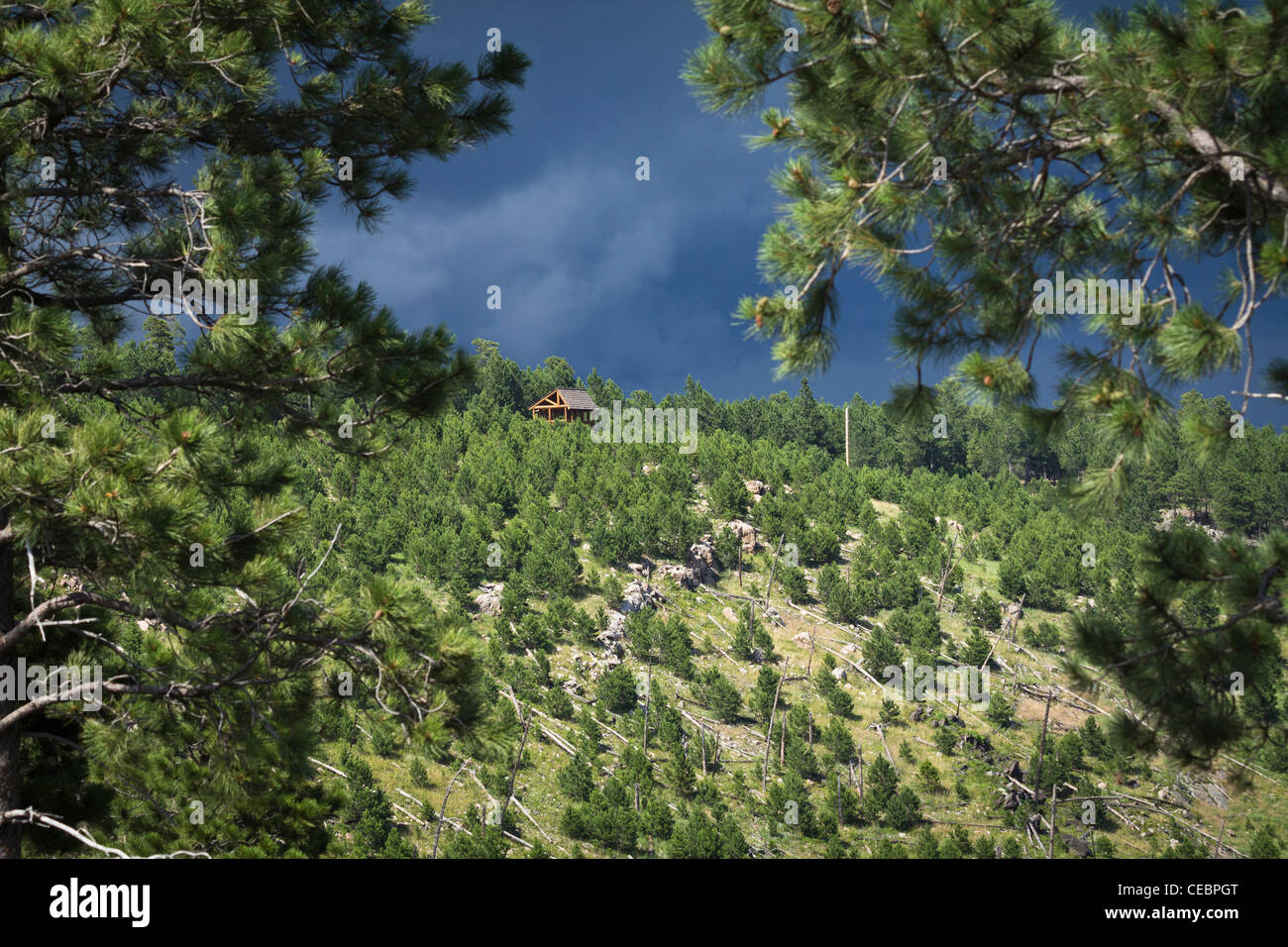 American Black Hills National forest Custer State Park South Dakota USA