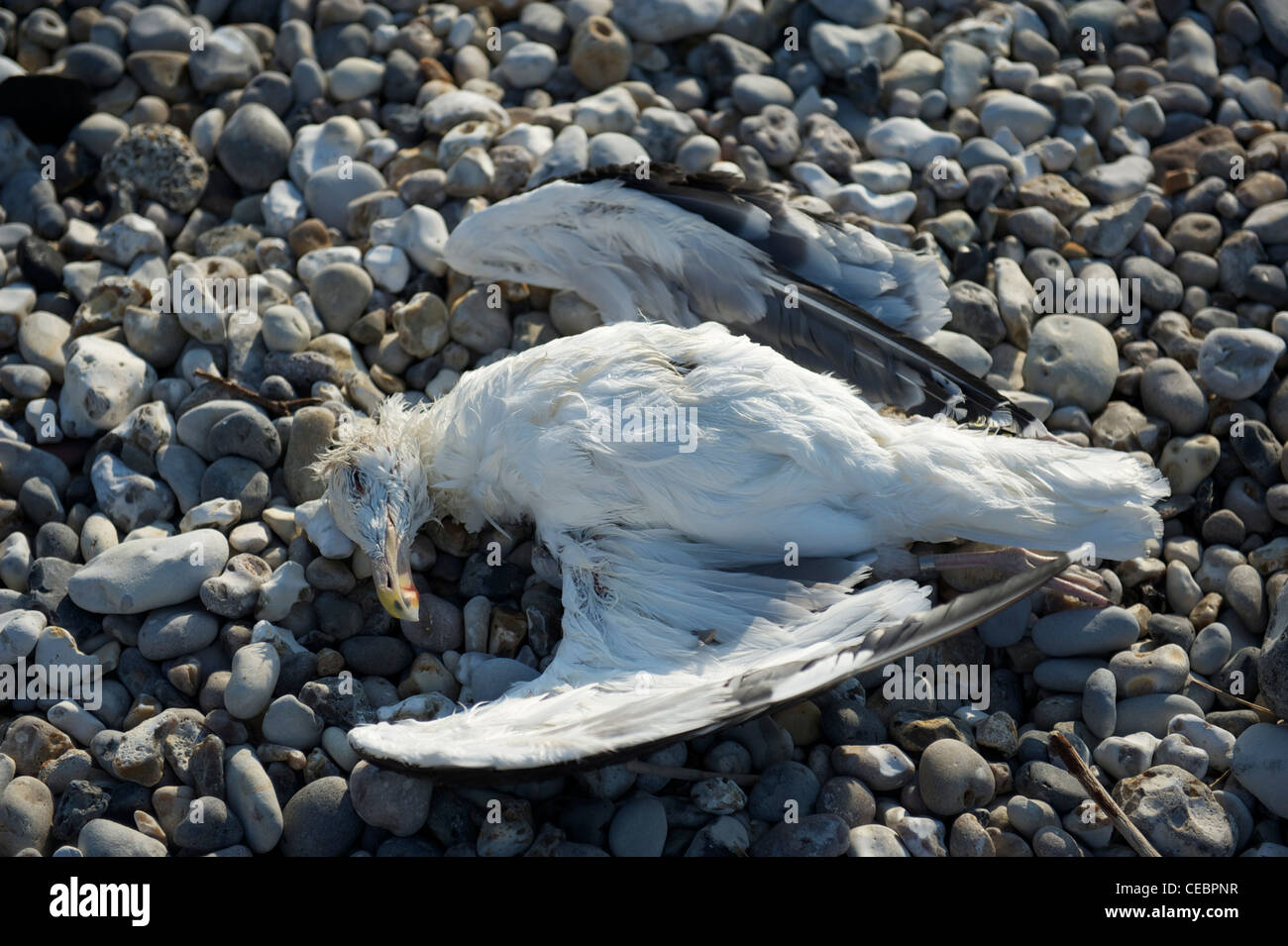 Dead seagull on the pepple beach of Le Havre on the Seine estuary in Normandy, France Stock Photo