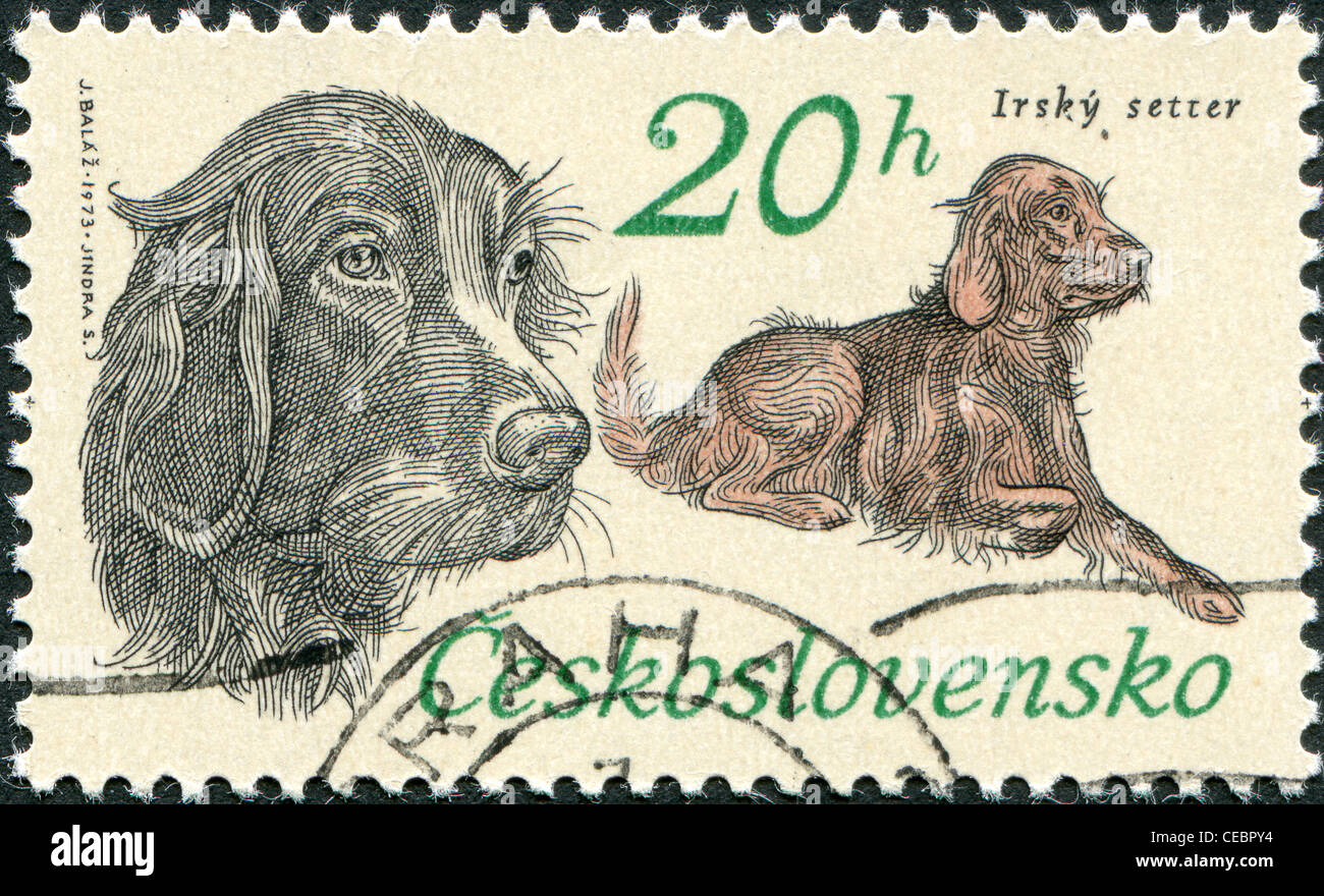 CZECHOSLOVAKIA - CIRCA 1973: A stamp printed in the Czechoslovakia, shows the Hunting Dogs, Irish setter, circa 1973 Stock Photo